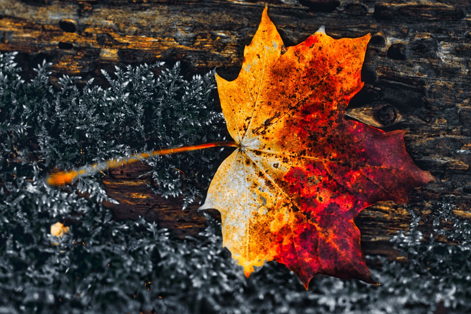 Sigma 35mm F1.4 DG HSM Art sample photo. Leaf, autumn, nature photography