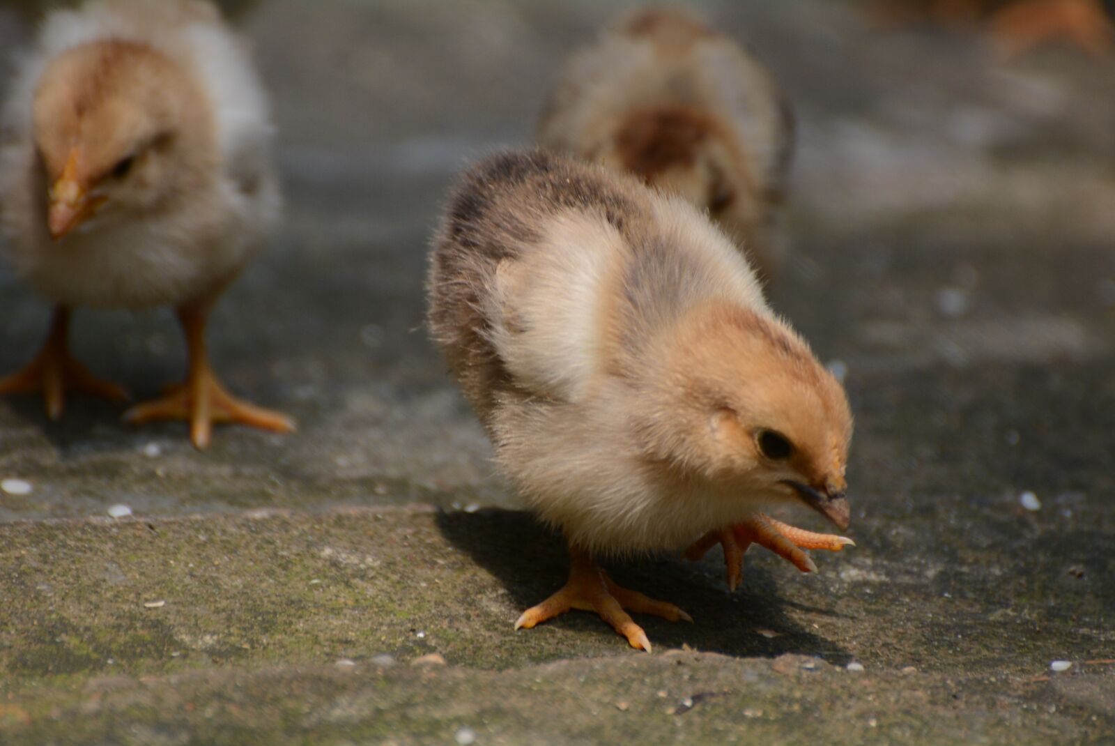 Nikon D7100 sample photo. Bird, poultry, dames photography