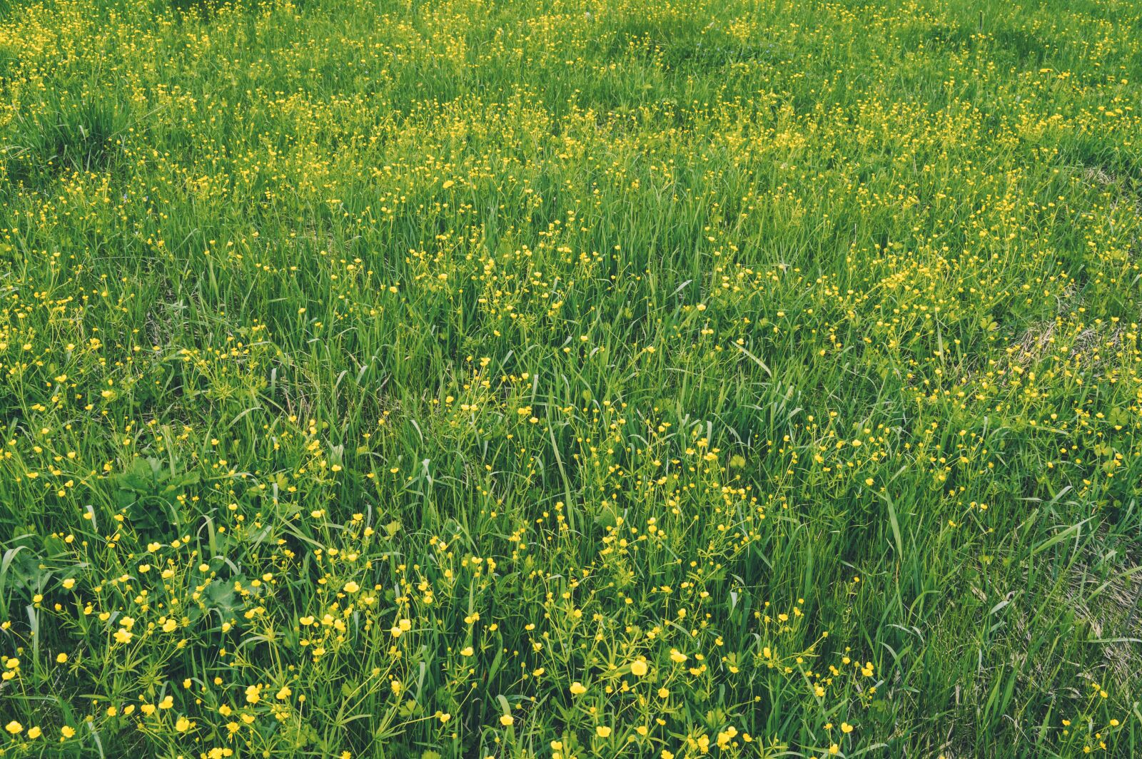 Nikon D3200 sample photo. Flowers of the field photography