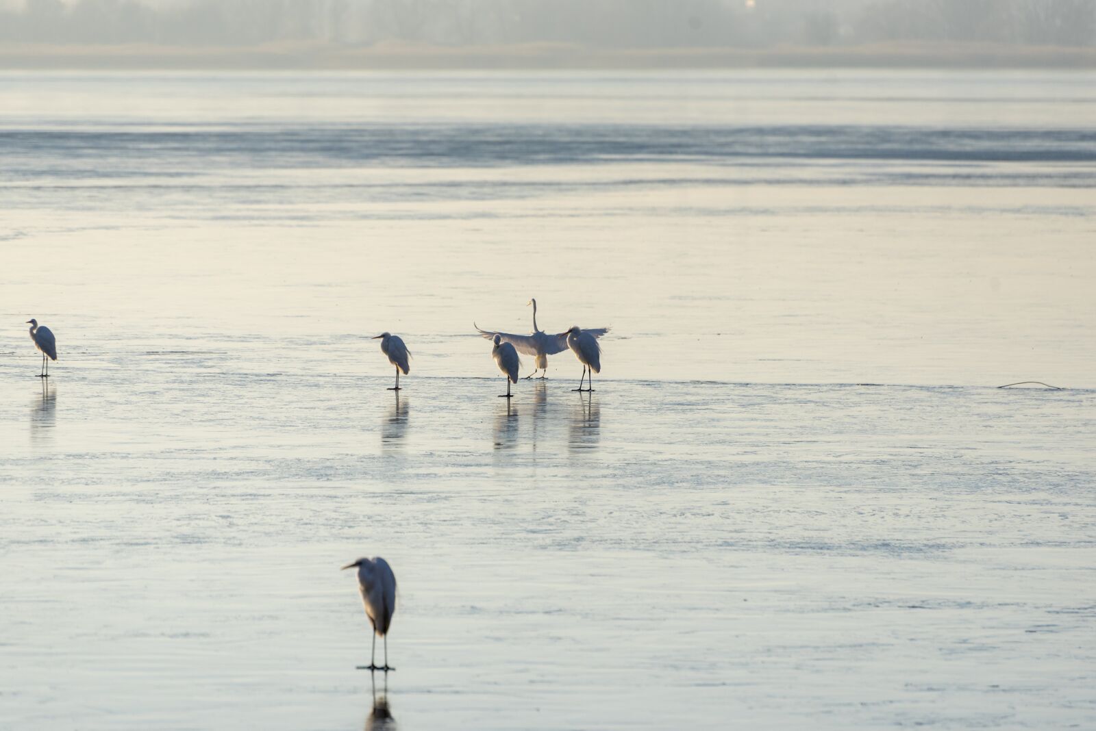 Nikon D750 sample photo. Ice, frozen, birds photography