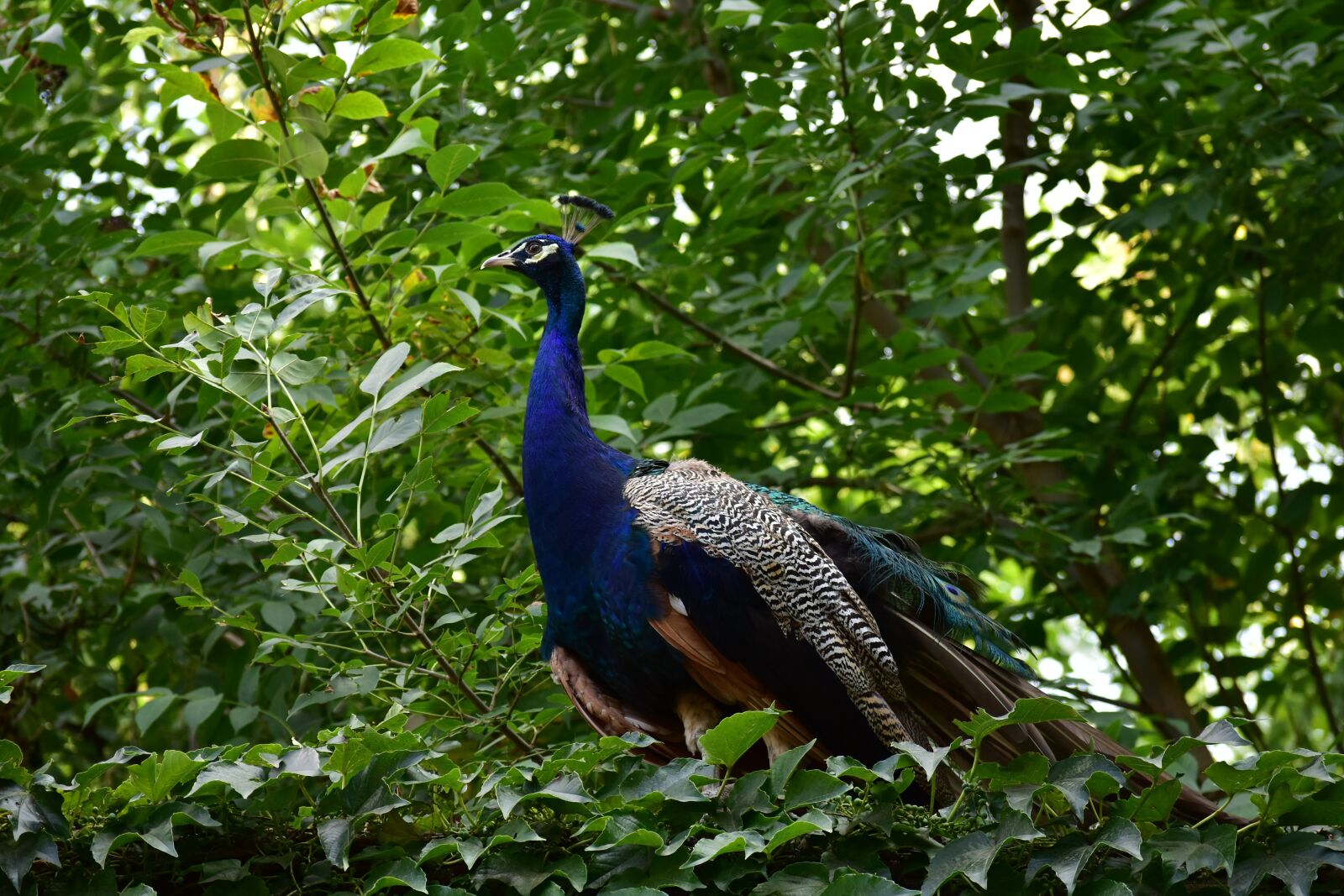 Nikon D7200 sample photo. Peacock, bird, zoo photography