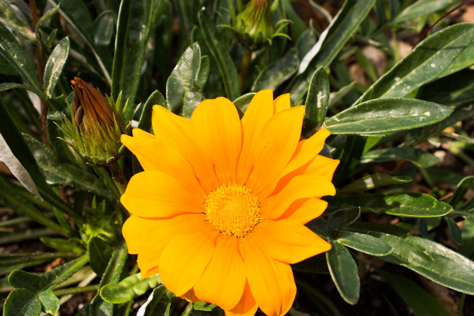 Nikon D7200 sample photo. Flower, blossom, bloom photography