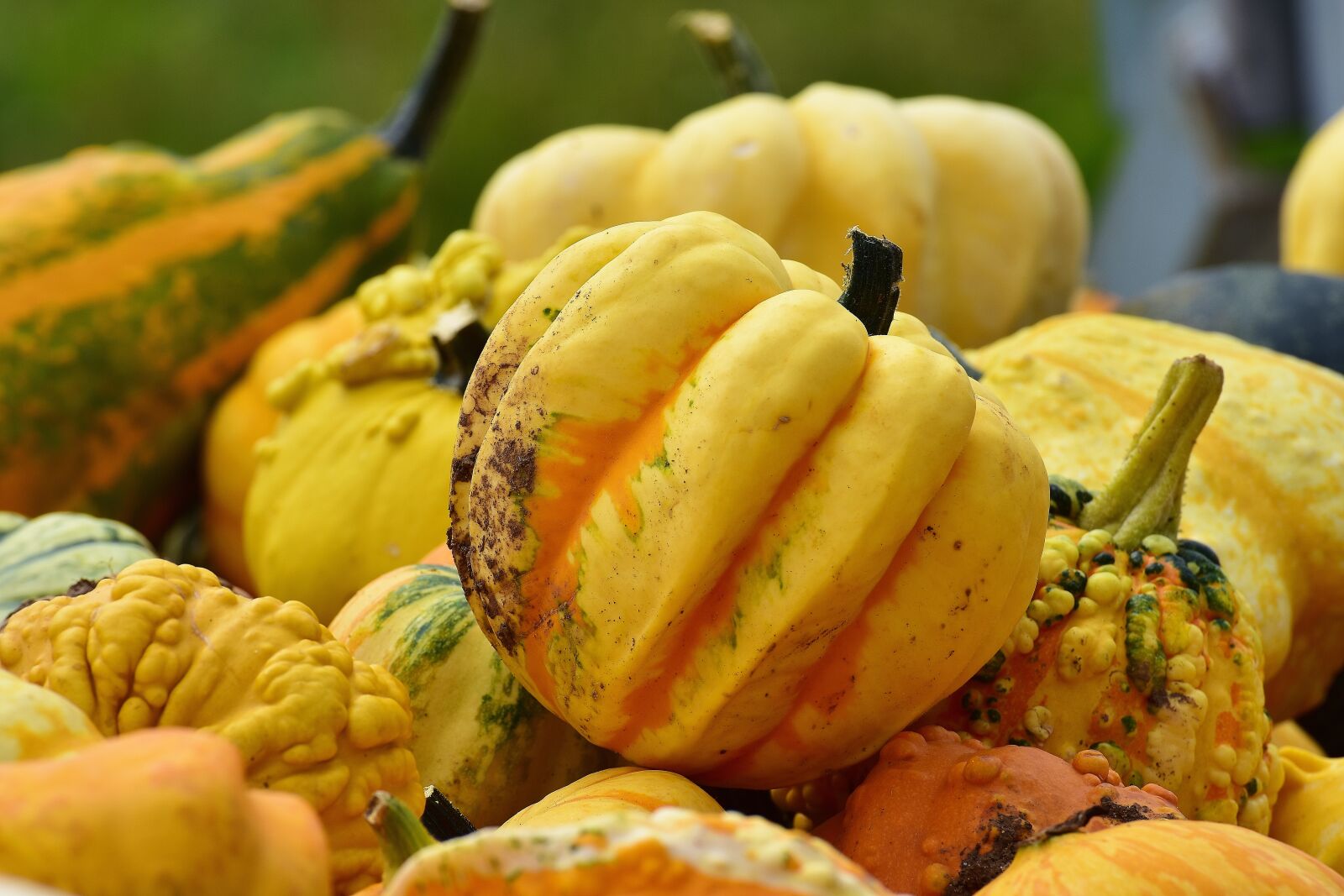 Nikon D7200 sample photo. Pumpkins, autumn, autumn decoration photography