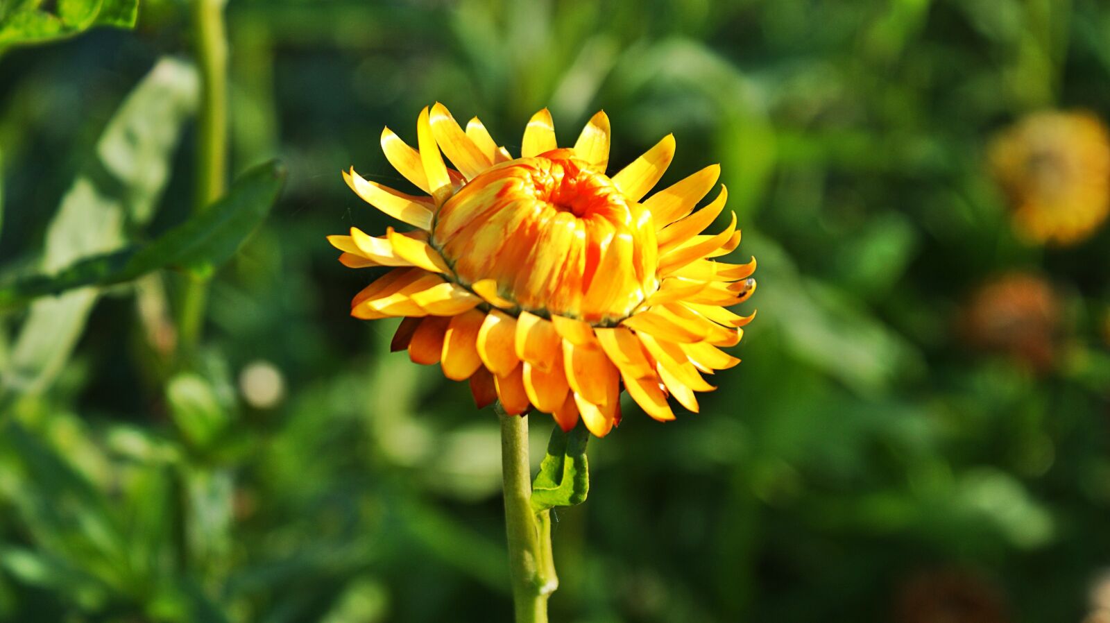 Sony Alpha DSLR-A350 sample photo. Flower, autumn, vegetable photography