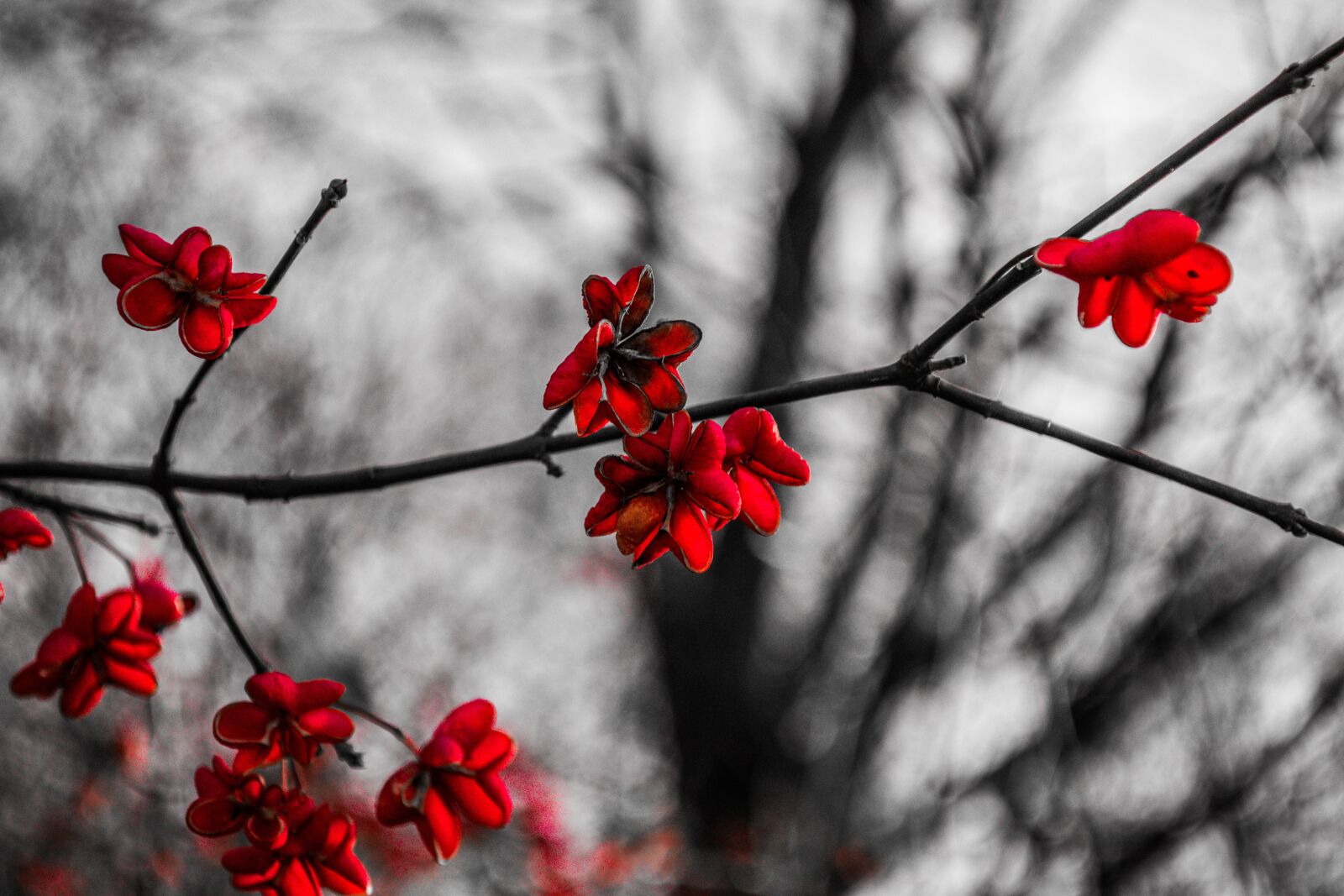 Nikon D7200 sample photo. Flowers, black and white photography