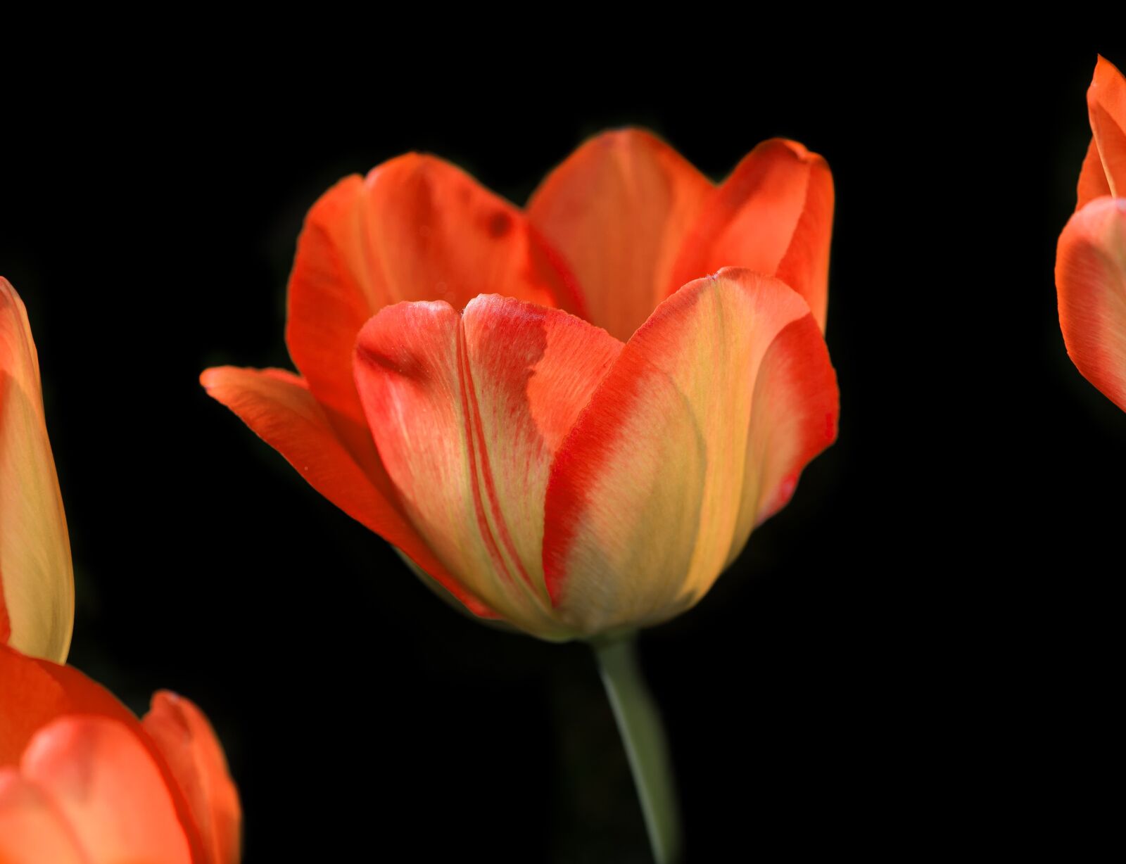 Nikon D750 sample photo. Tulip, flower, blossom photography