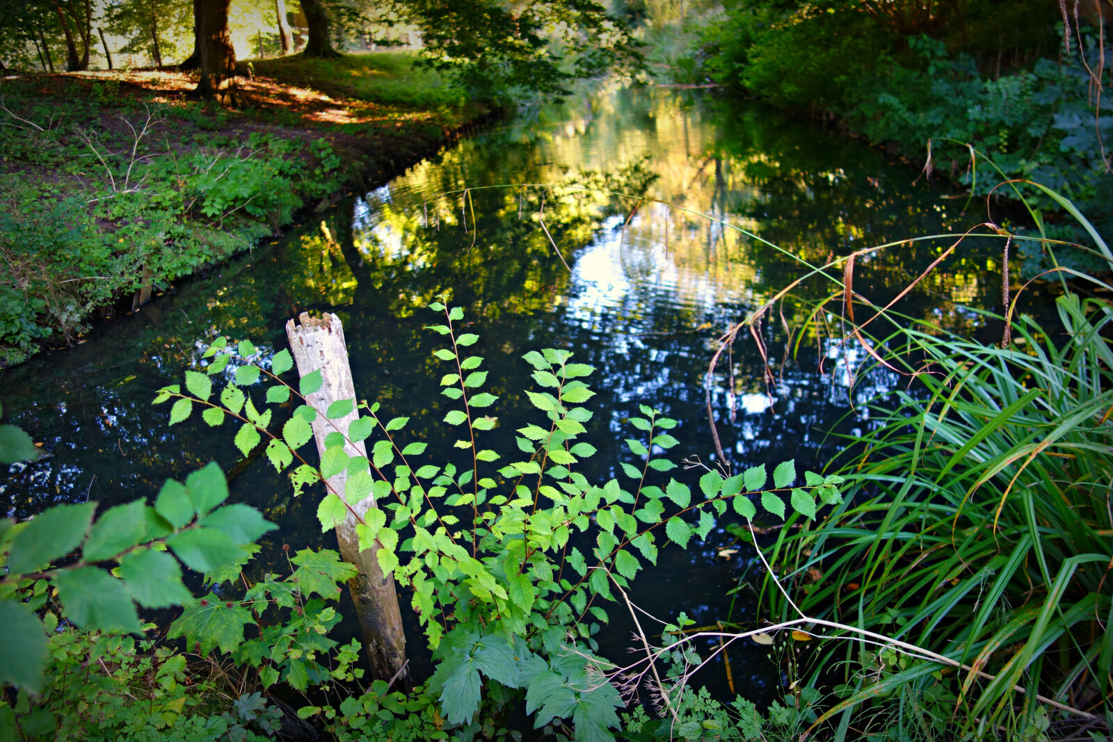 Sony Cyber-shot DSC-RX100 sample photo. Bank, creek, foliage, green photography