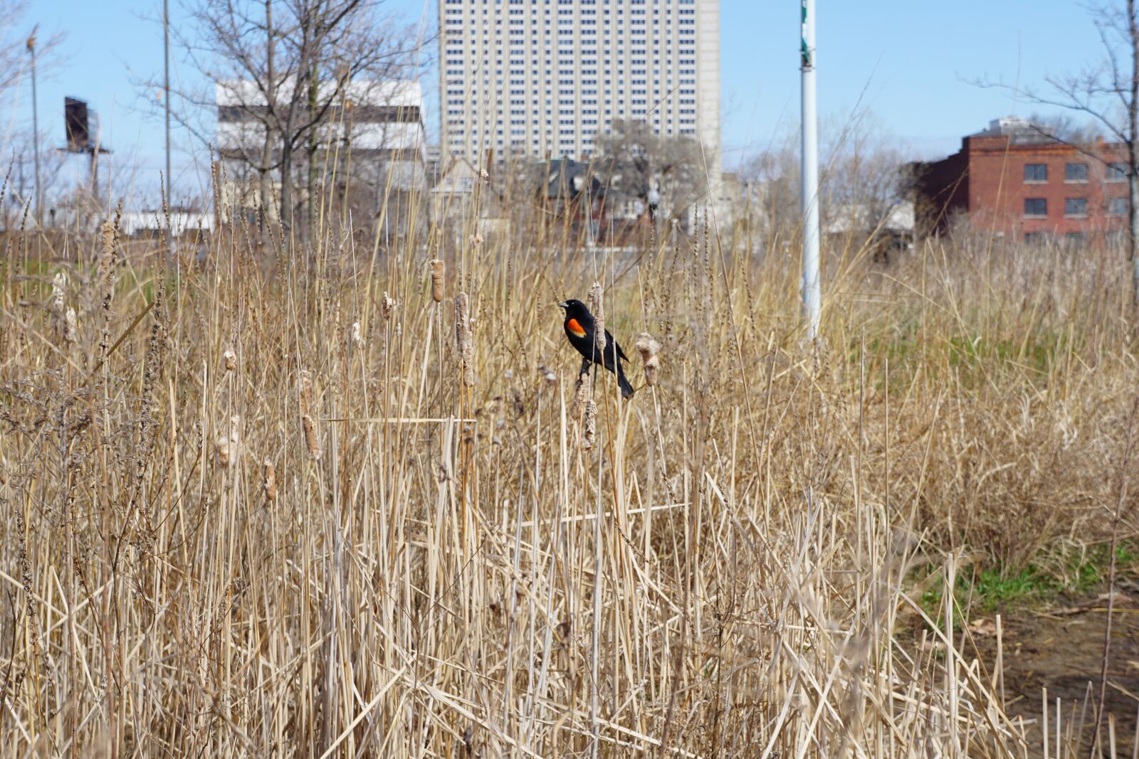 Sony a6000 + Sony E 18-55mm F3.5-5.6 OSS sample photo. Red-winged blackbird, city, state photography