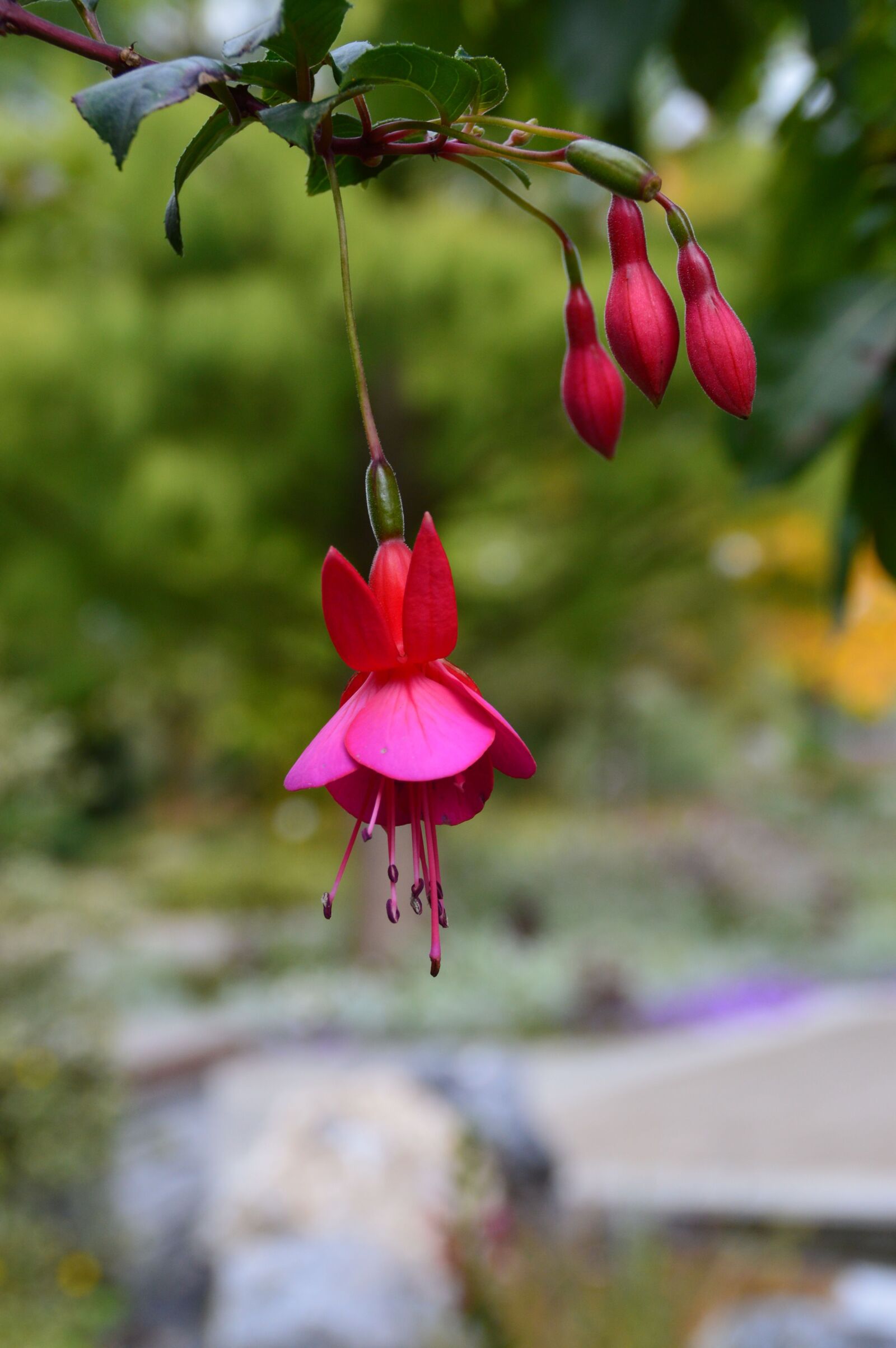 Nikon D3200 sample photo. Flowers, spring, red photography