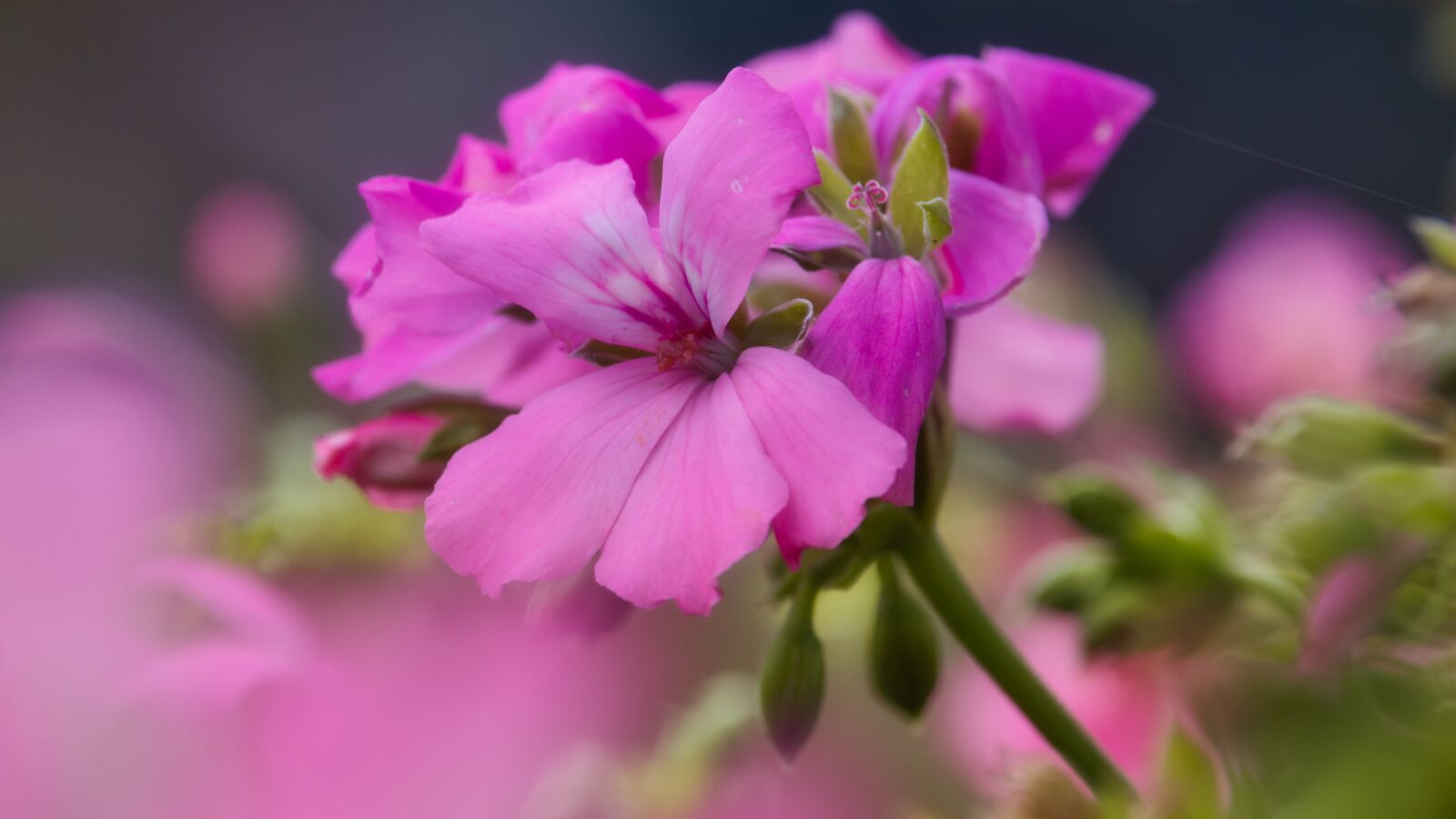 Canon EOS 200D (EOS Rebel SL2 / EOS Kiss X9) sample photo. Geranium, blossom, bloom photography