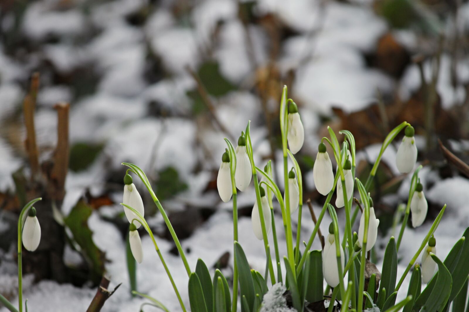 Canon EOS 1100D (EOS Rebel T3 / EOS Kiss X50) sample photo. Snowdrop, snow, cold photography