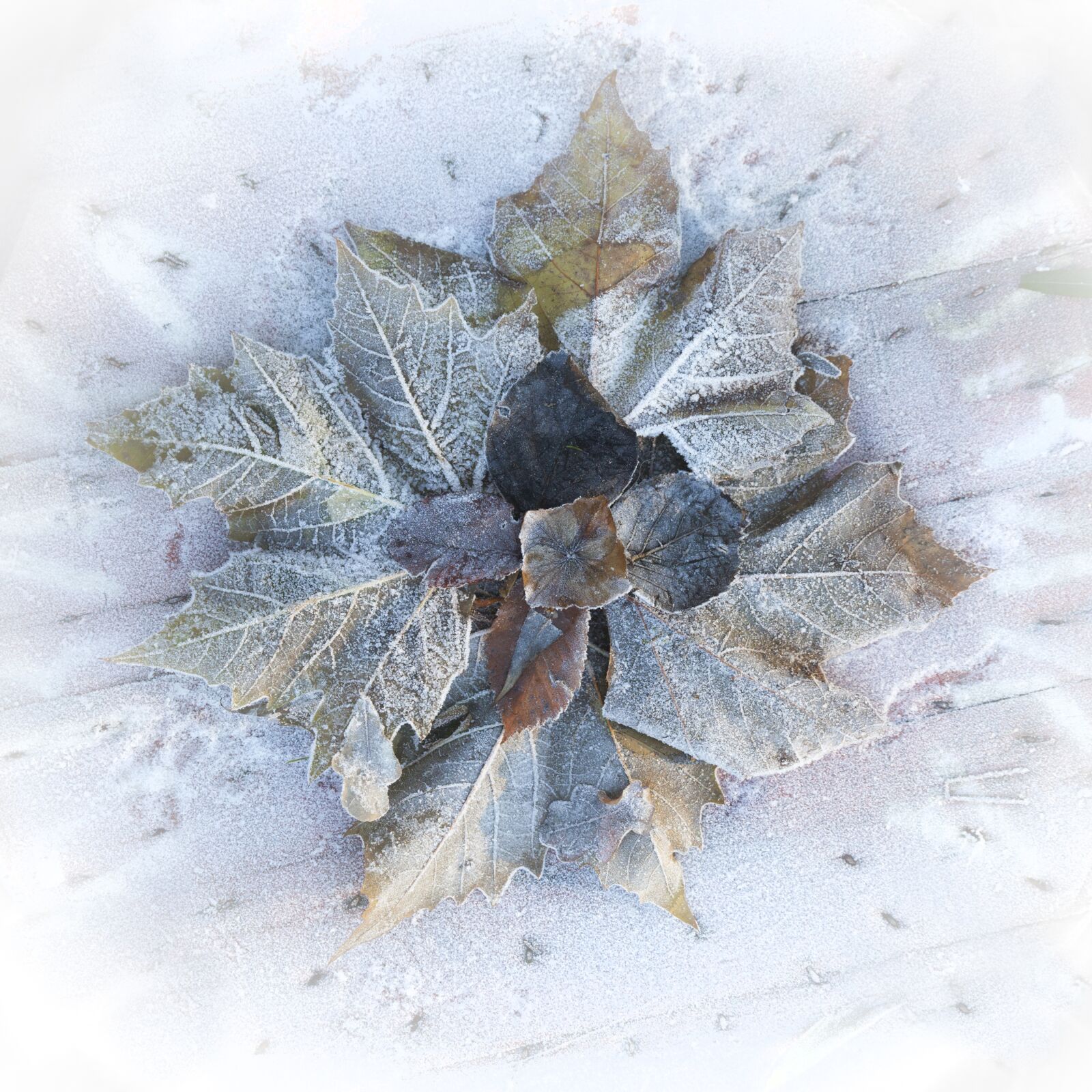 Canon EOS 5D Mark II sample photo. Winter, frost, ice photography