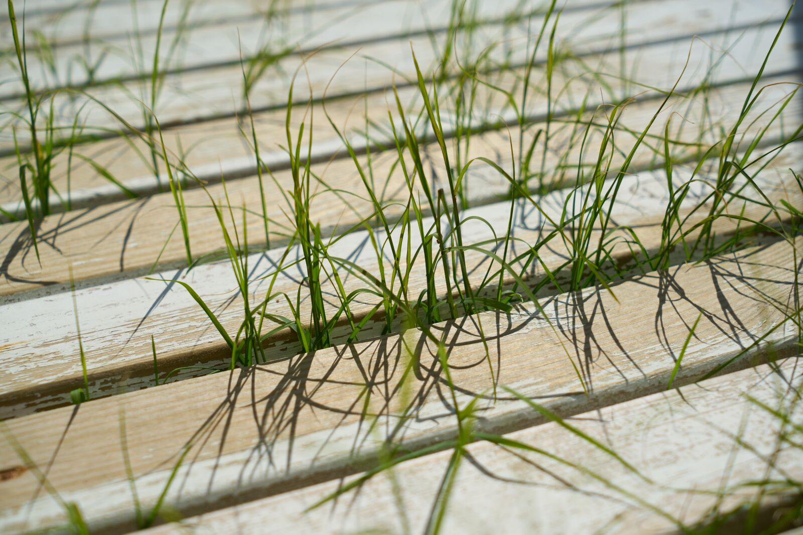 Sony a7R II sample photo. Grass, plant, wood-fibre boards photography