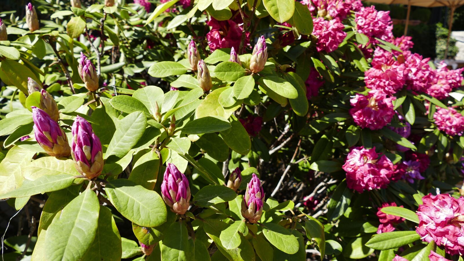 Panasonic Lumix DMC-FZ1000 sample photo. Flowers, bloom, nature photography