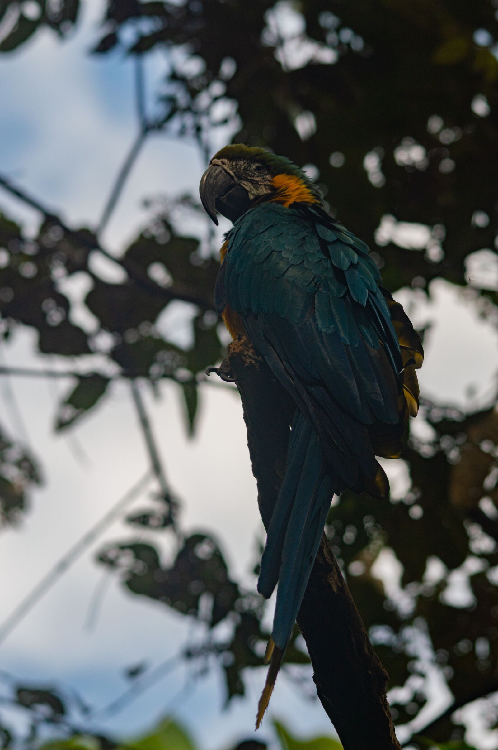 Nikon D3200 sample photo. Parrot, nature, bird photography