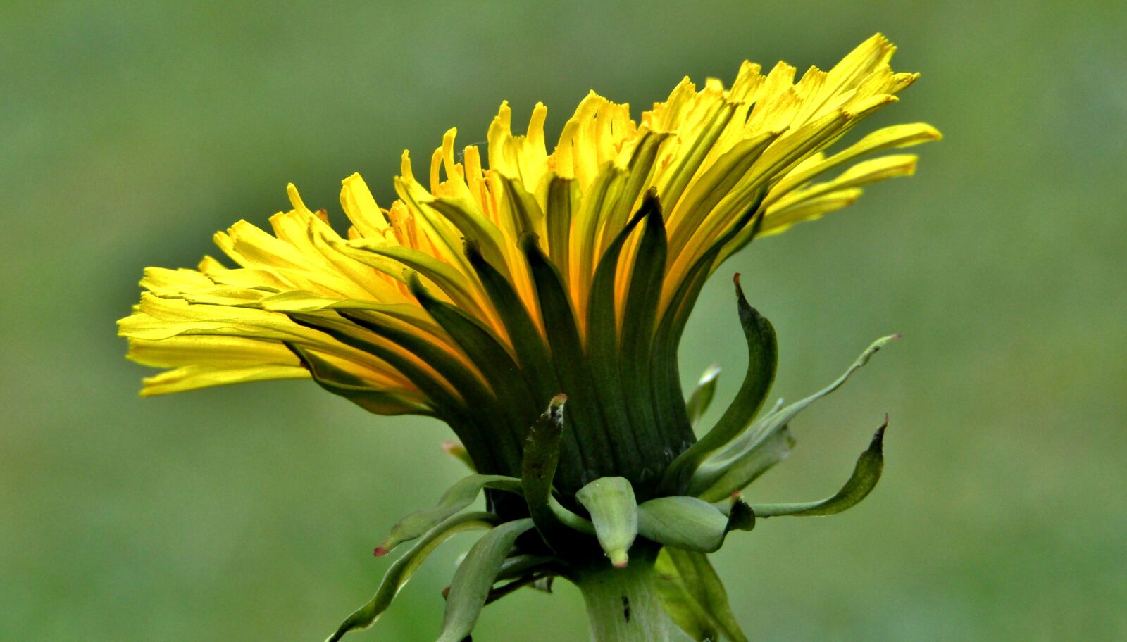 Canon POWERSHOT SX432 IS sample photo. Dandelion, close up, macro photography
