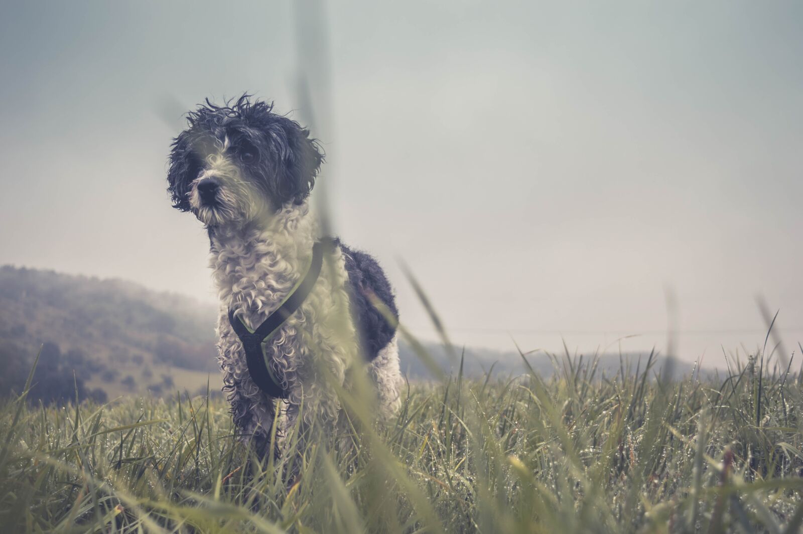 Nikon D3200 sample photo. Adorable, animal, canine photography
