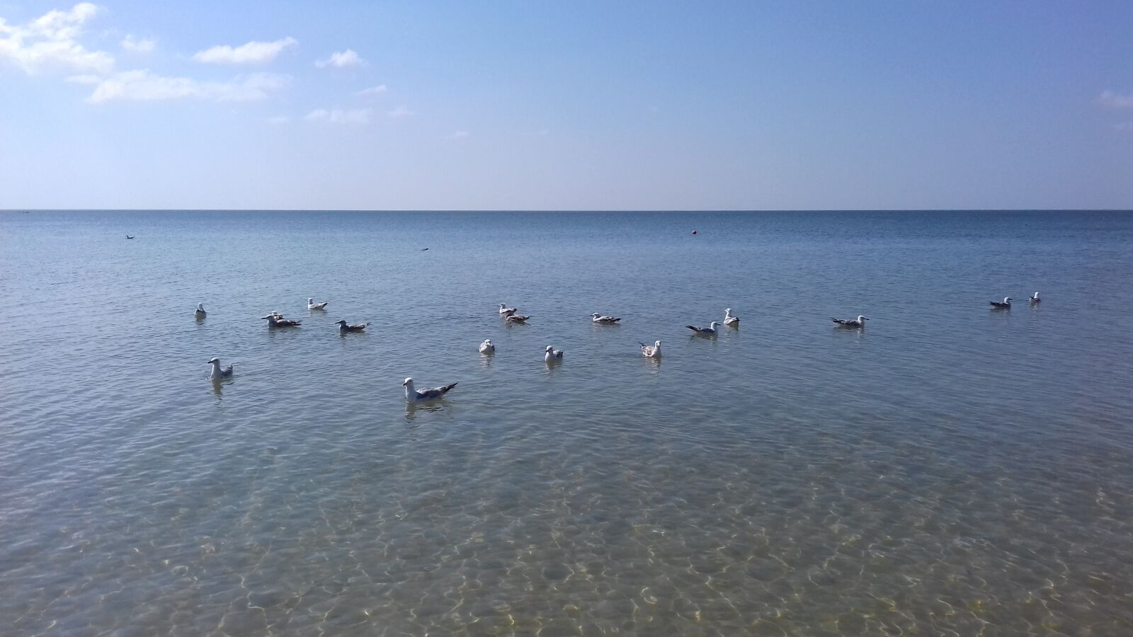 Samsung Galaxy Grand Prime sample photo. Seaside, birds, sunrice photography