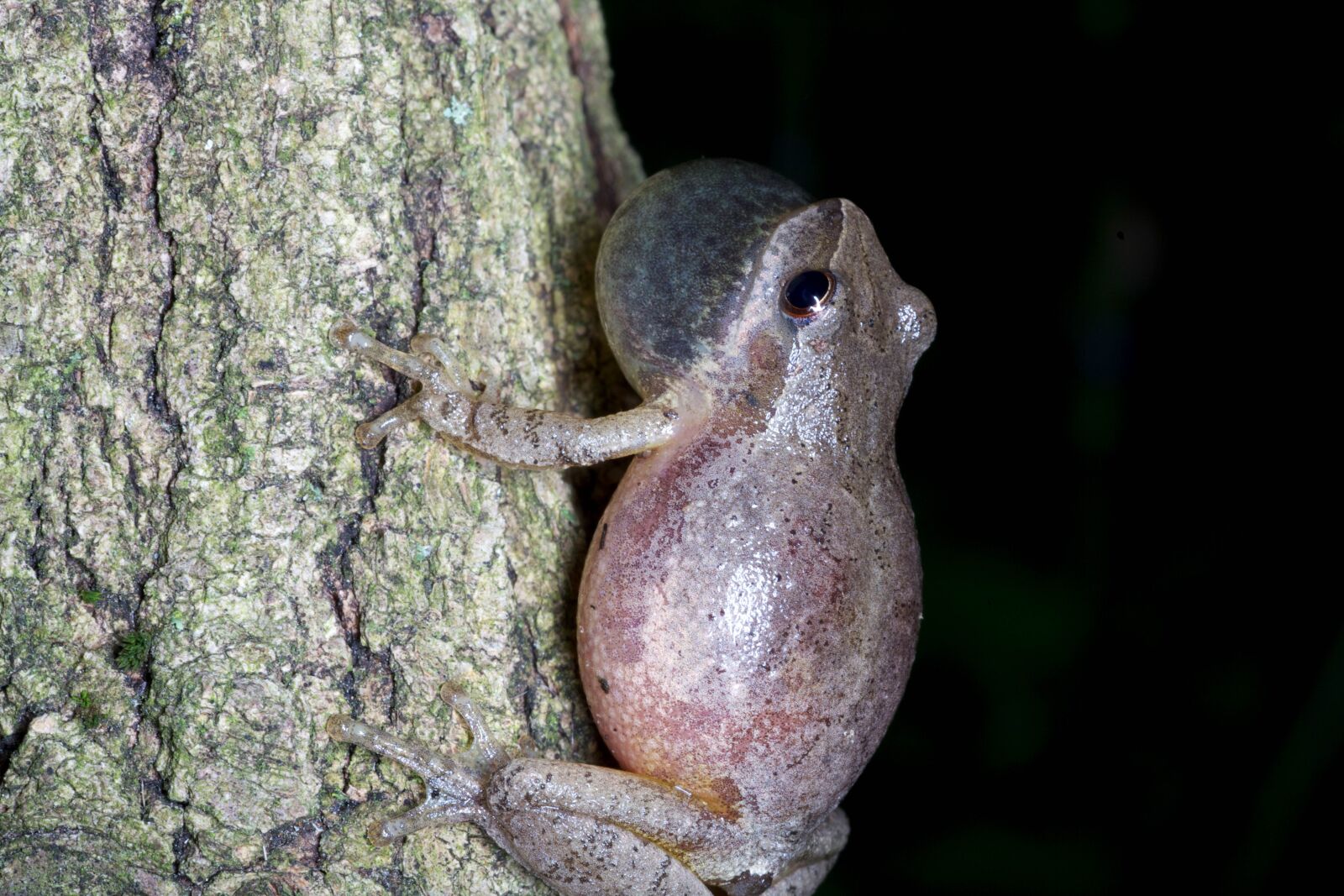 Canon EOS 5D Mark II sample photo. Frog, amphibian, spring, peeper photography