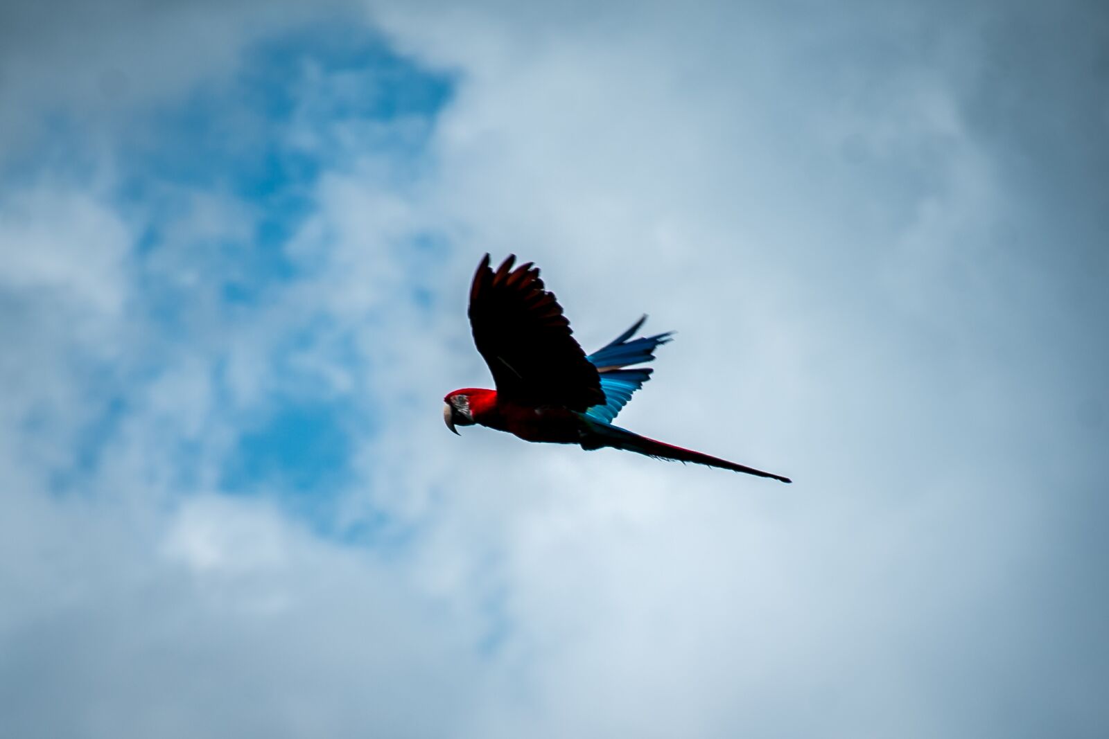 Canon EOS 70D sample photo. Ara, bird, flying photography