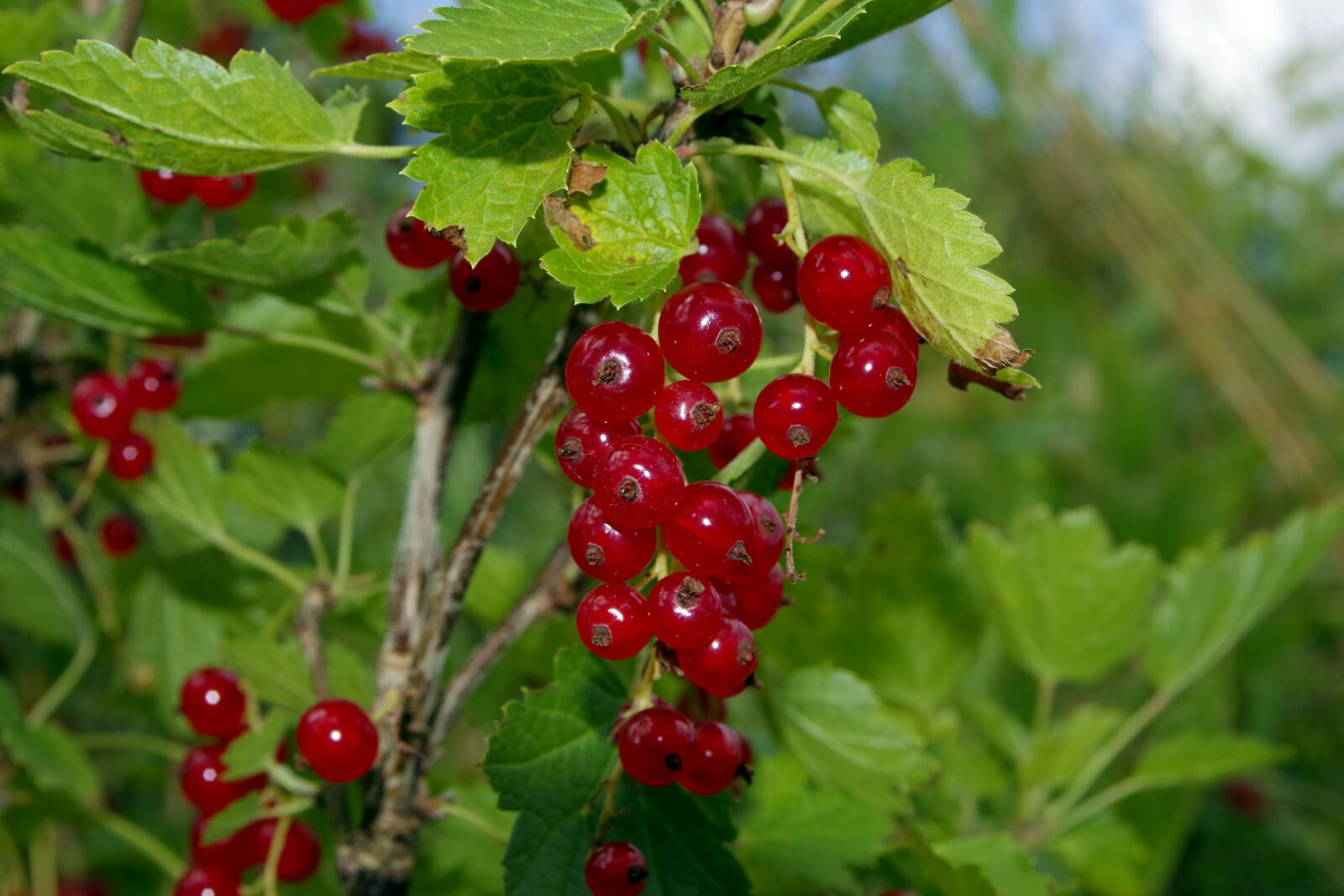 Pentax K-S2 sample photo. Red currant, currant, natural photography