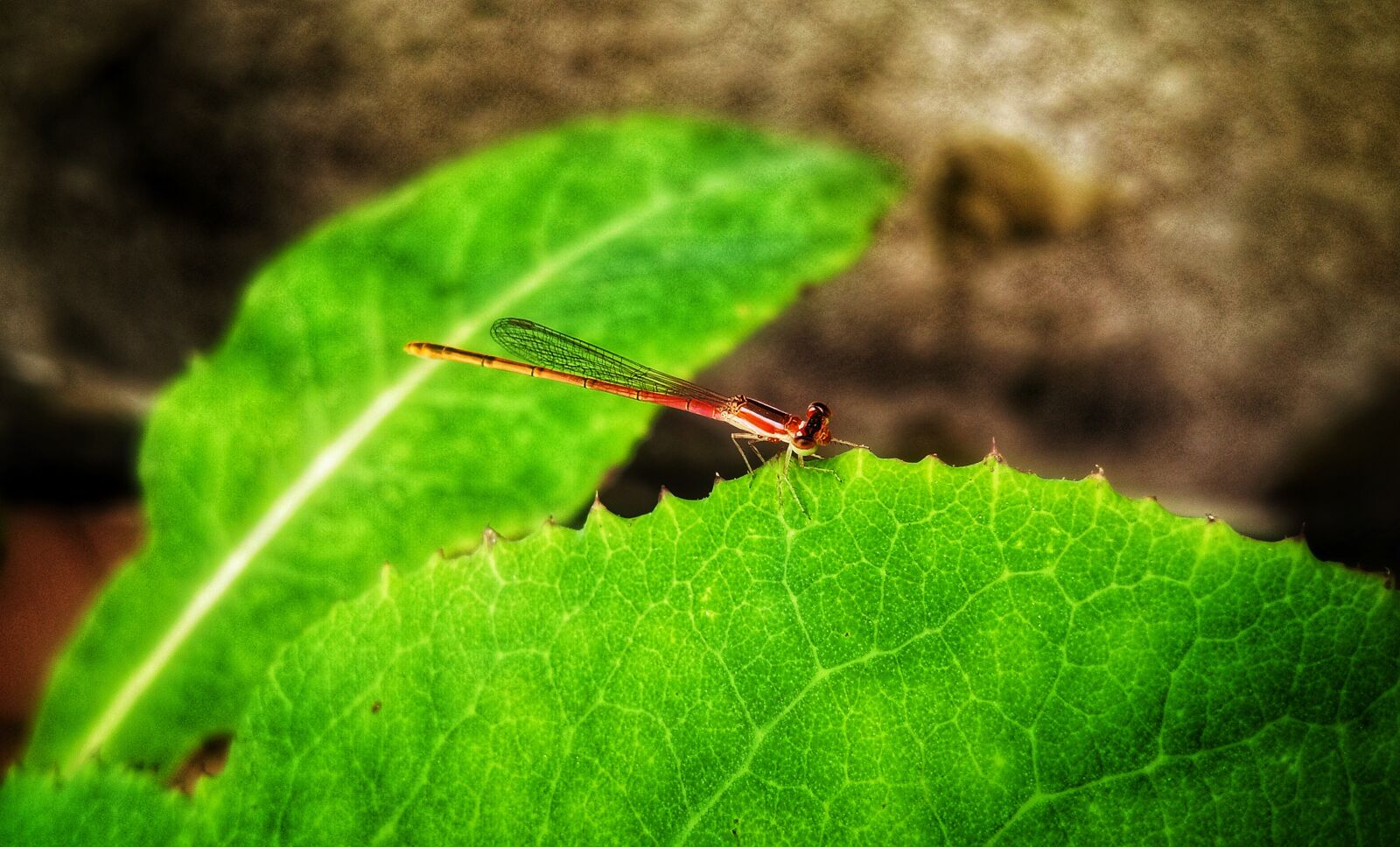 vivo 1609 sample photo. Dragonfly, insect, summer photography