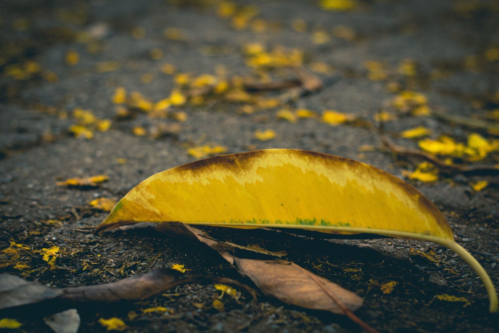 Canon EOS 750D (EOS Rebel T6i / EOS Kiss X8i) sample photo. Leaf, ground, leaves photography