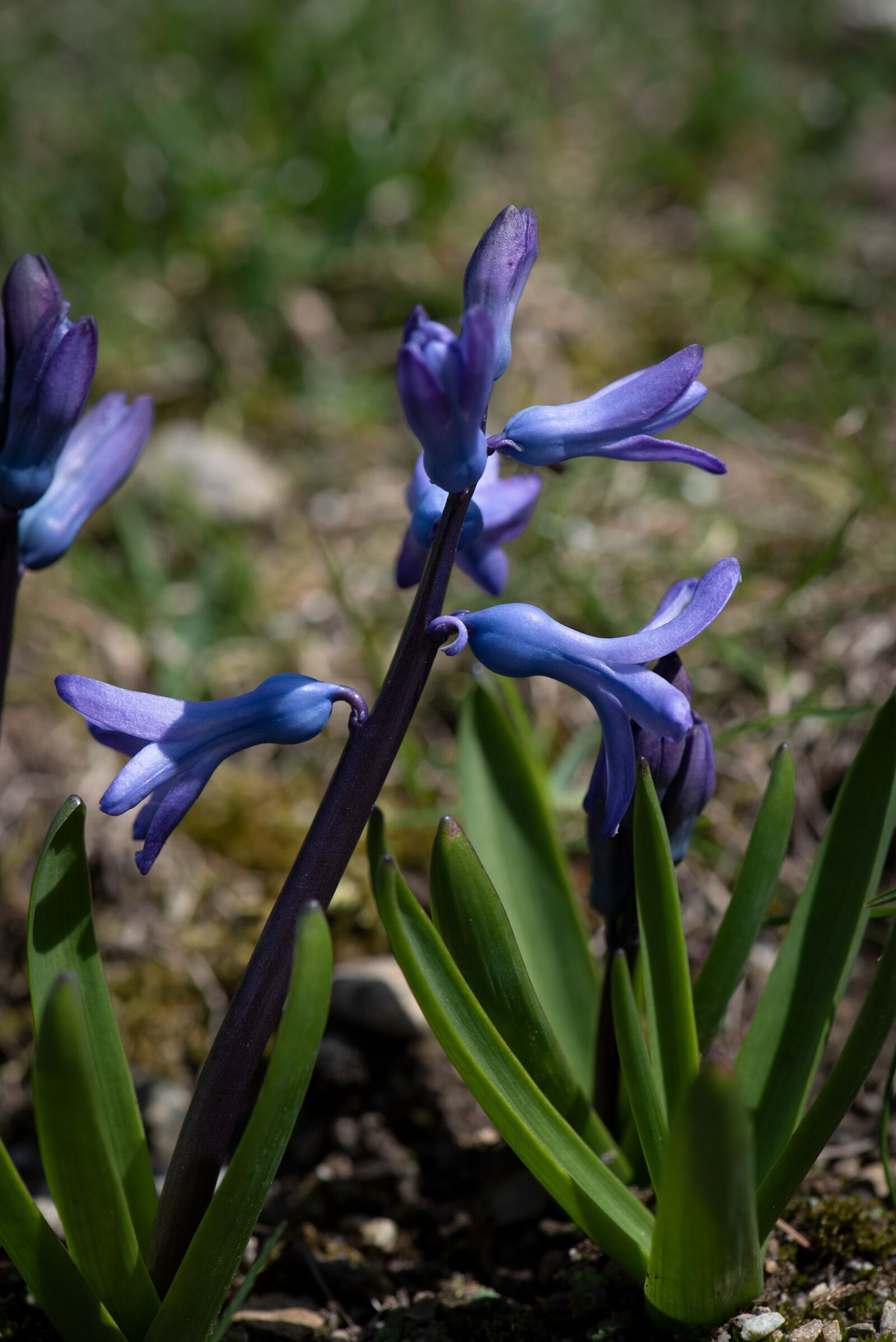 Nikon D750 sample photo. Hyacinth, blue, flower photography
