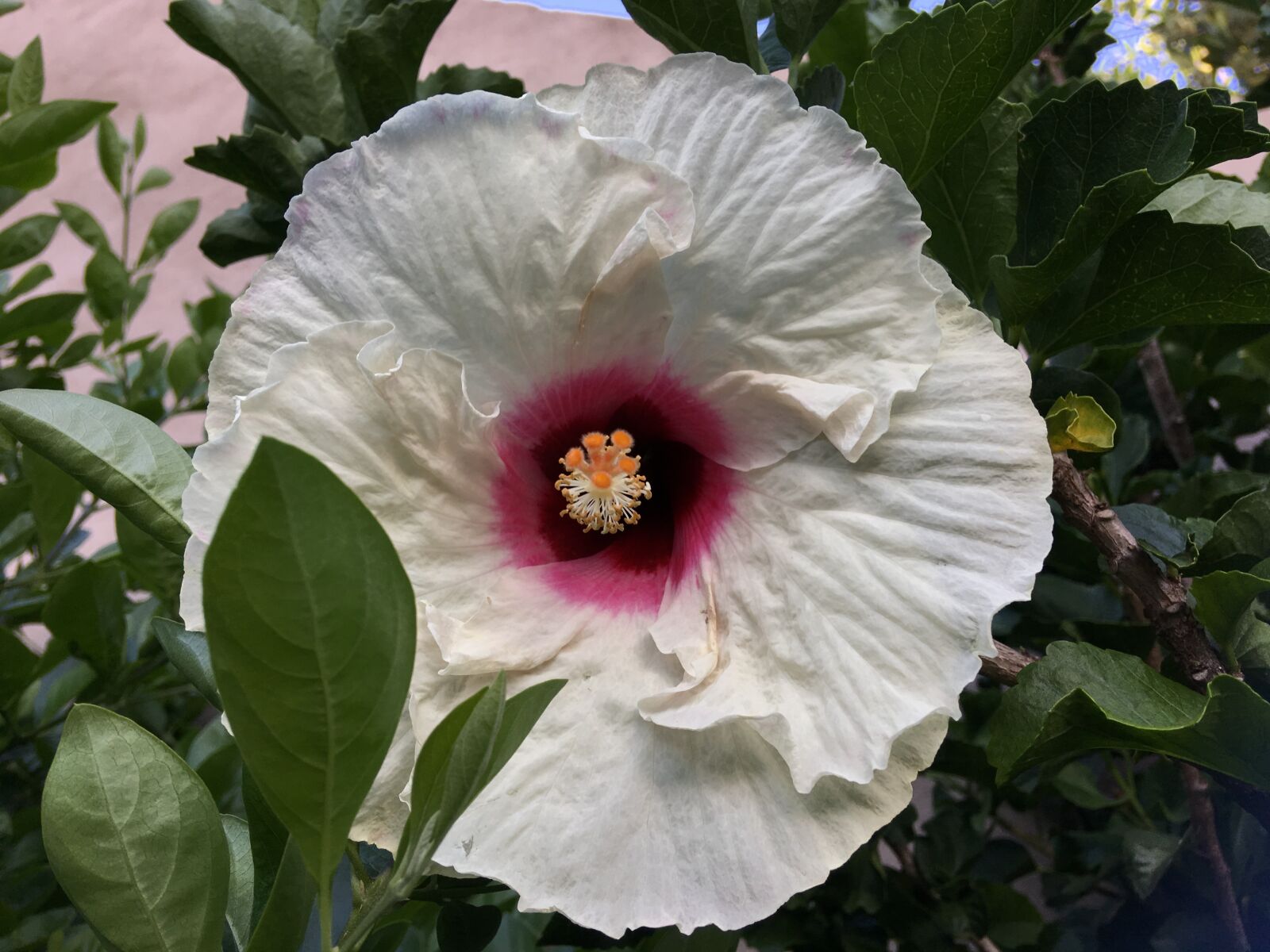 Apple iPhone 6s Plus sample photo. Hibiscus white, white petals photography