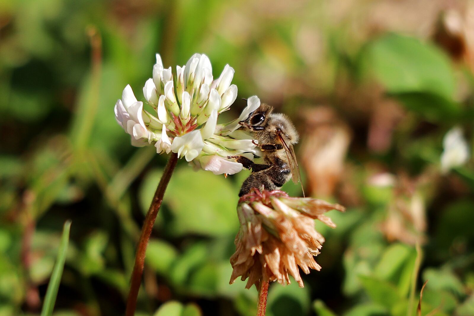 Canon EF 70-300 F4-5.6 IS II USM sample photo. White clover, bee, honey photography