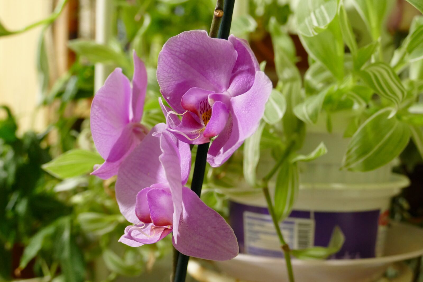 Panasonic Lumix DMC-FZ1000 sample photo. Phalaenopsis, orchid, pink photography
