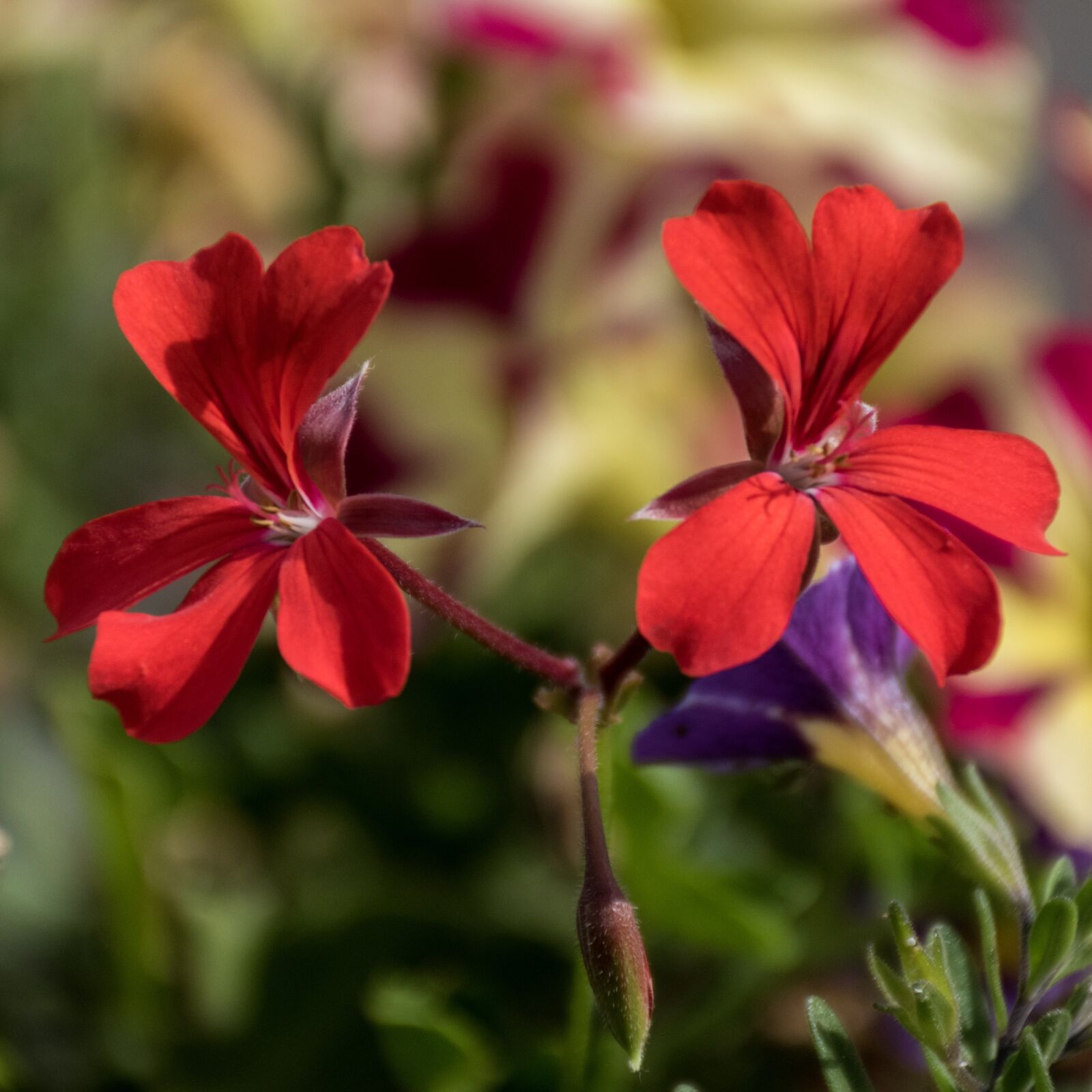 Nikon D5600 sample photo. Red, flowers, bloom photography