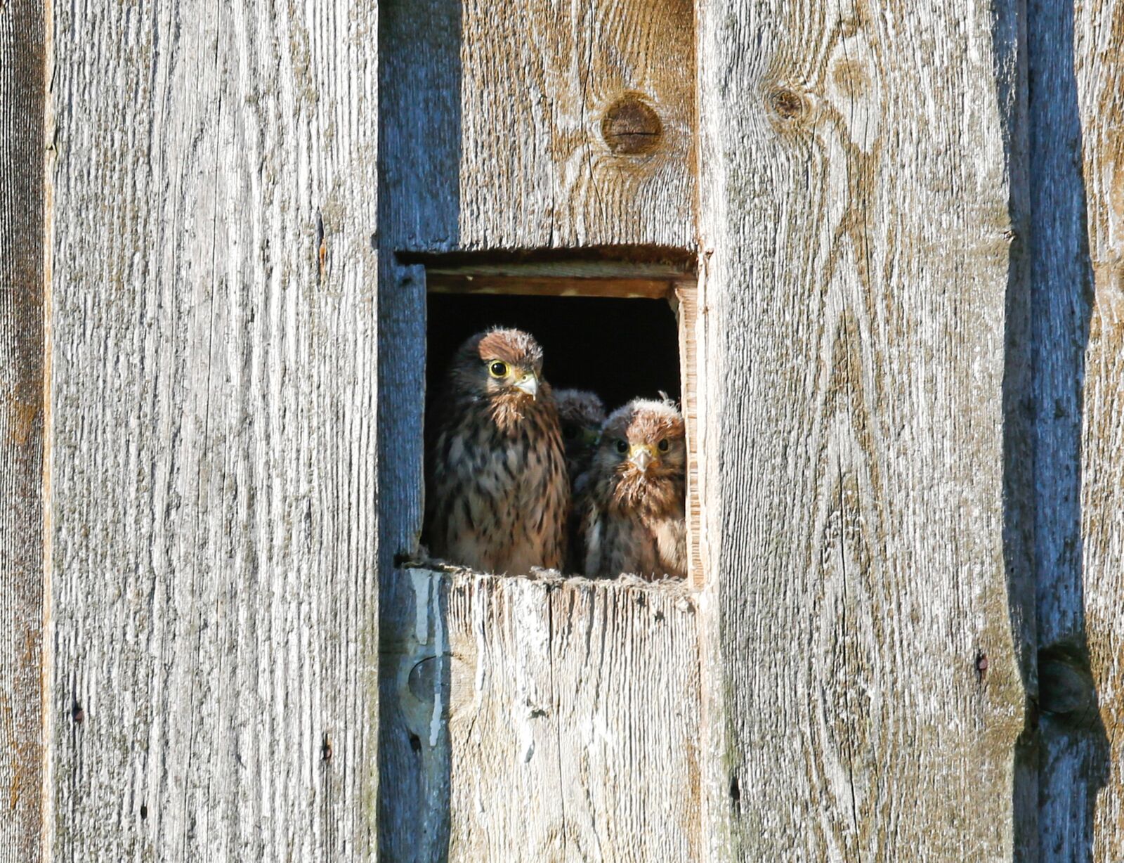 Canon EF 100-400mm F4.5-5.6L IS USM sample photo. Kestrel, nest, young animals photography
