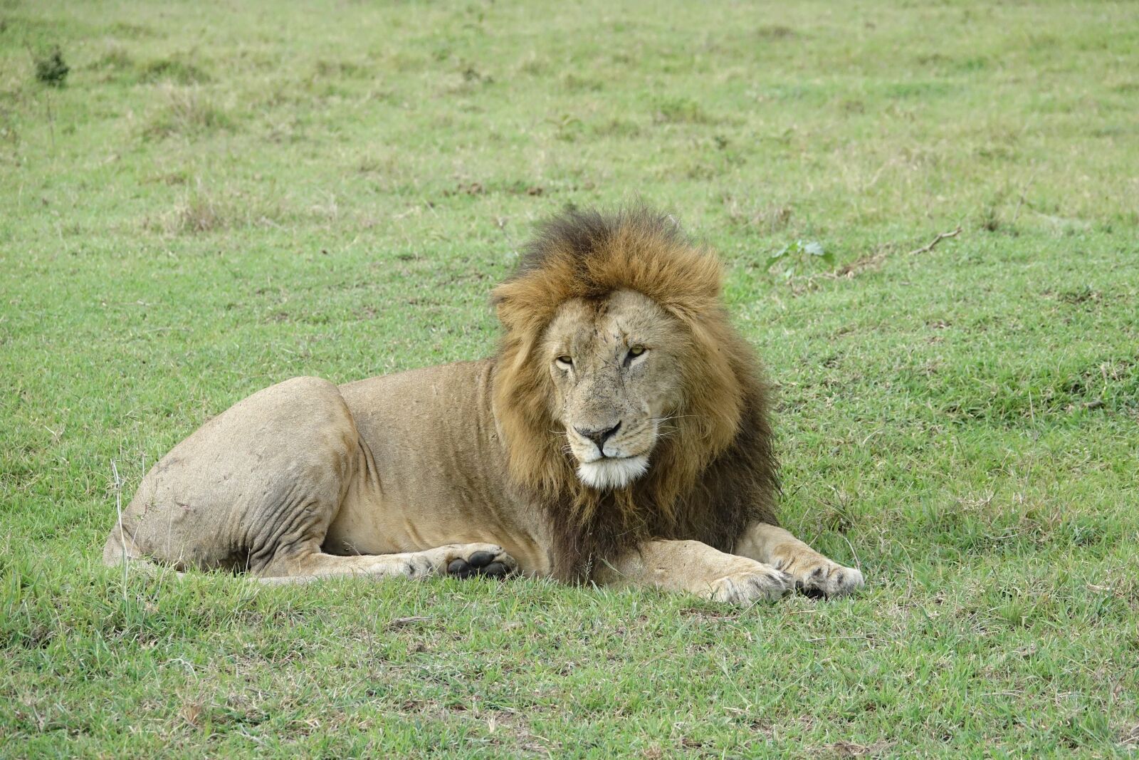 Sony Cyber-shot DSC-RX10 III sample photo. Mammal, wildlife, animal photography