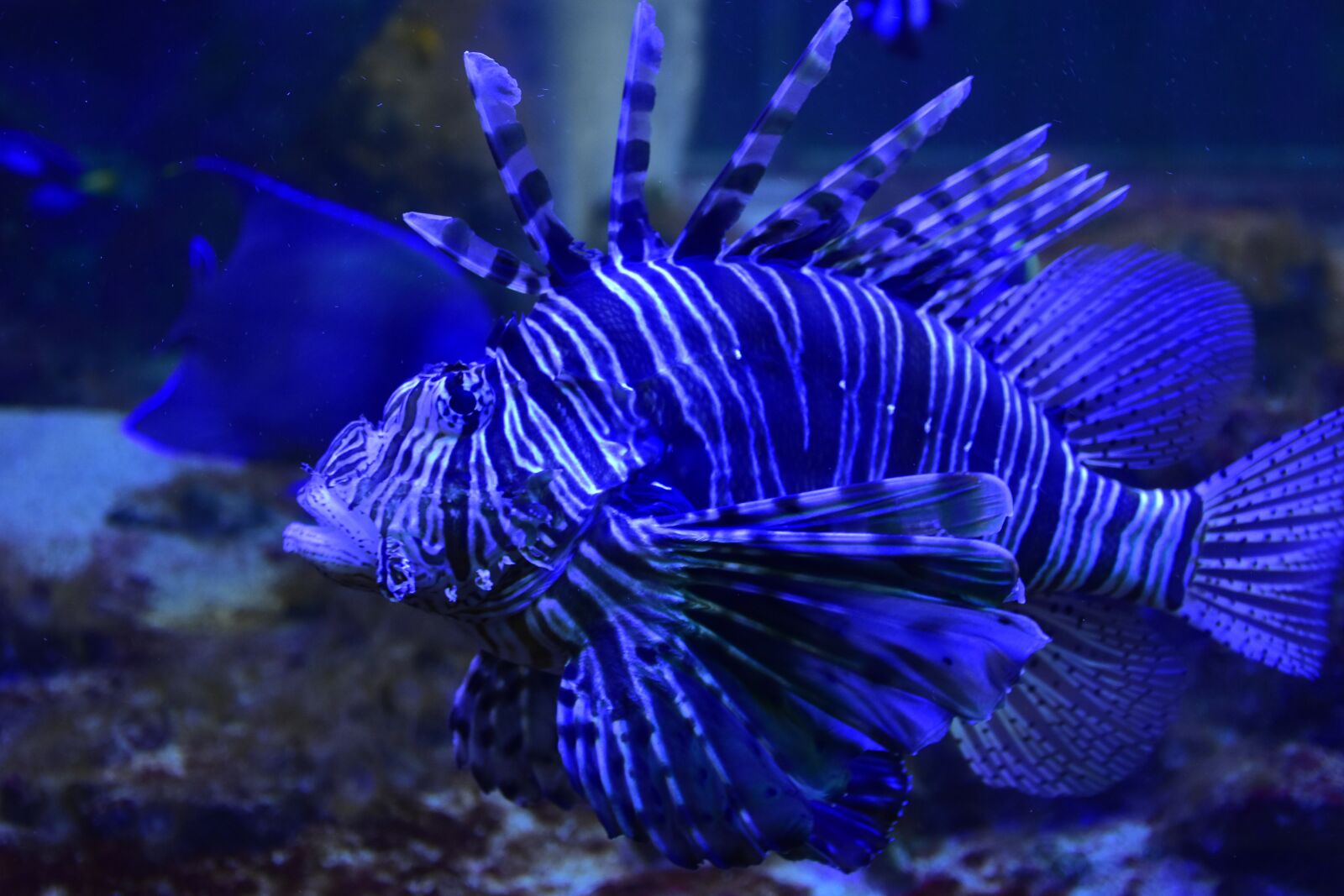 Nikon D7200 sample photo. Aquarium, fish, water photography