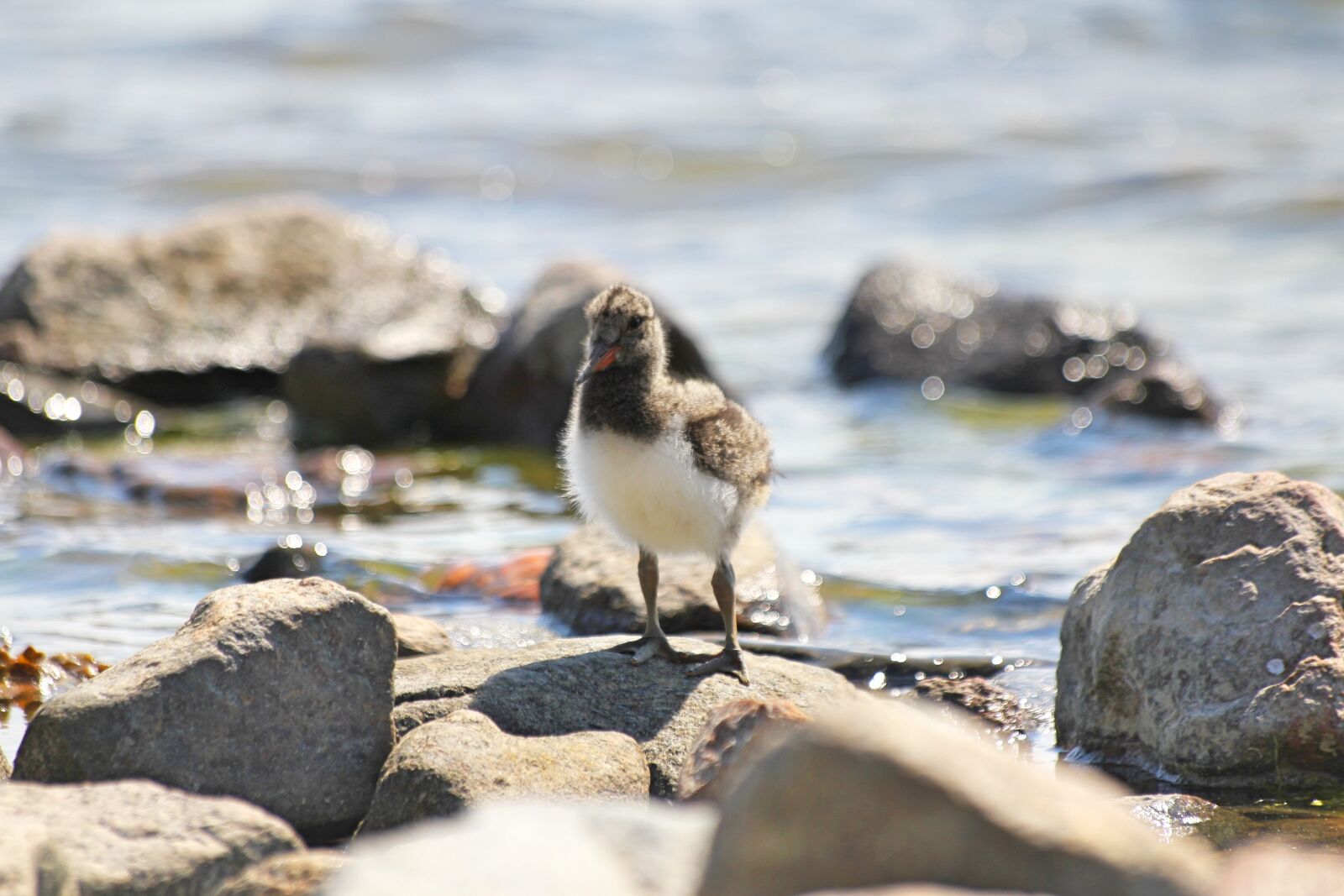 Canon EOS 550D (EOS Rebel T2i / EOS Kiss X4) sample photo. Bird, chick, cub photography