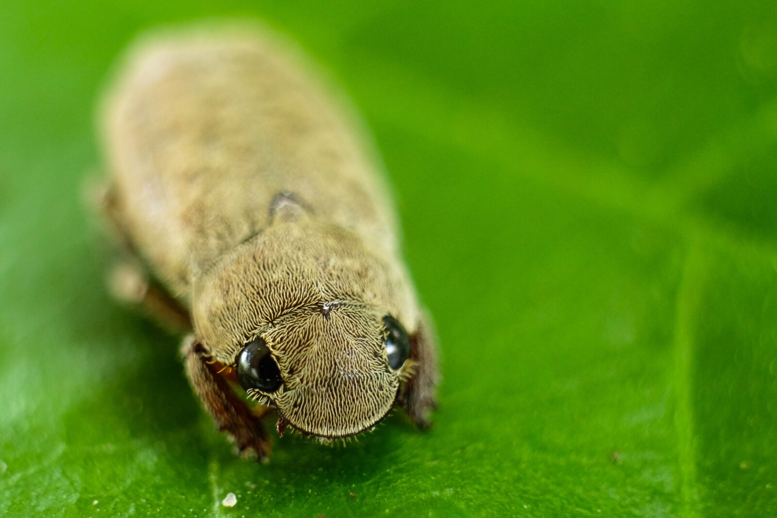 Fujifilm X-E2 sample photo. Insect, macro, nature photography