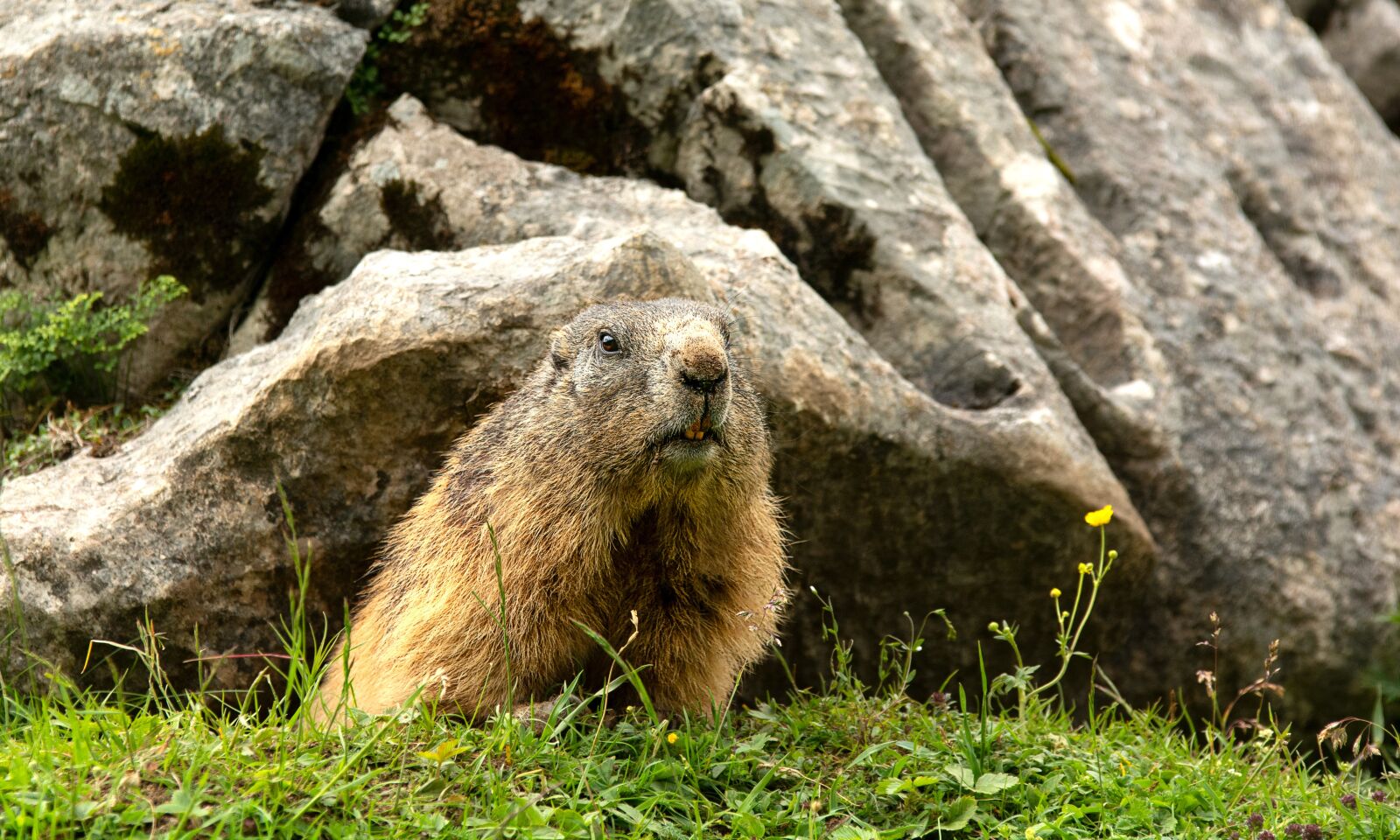 Nikon D7100 sample photo. Marmot, manggei, alm photography