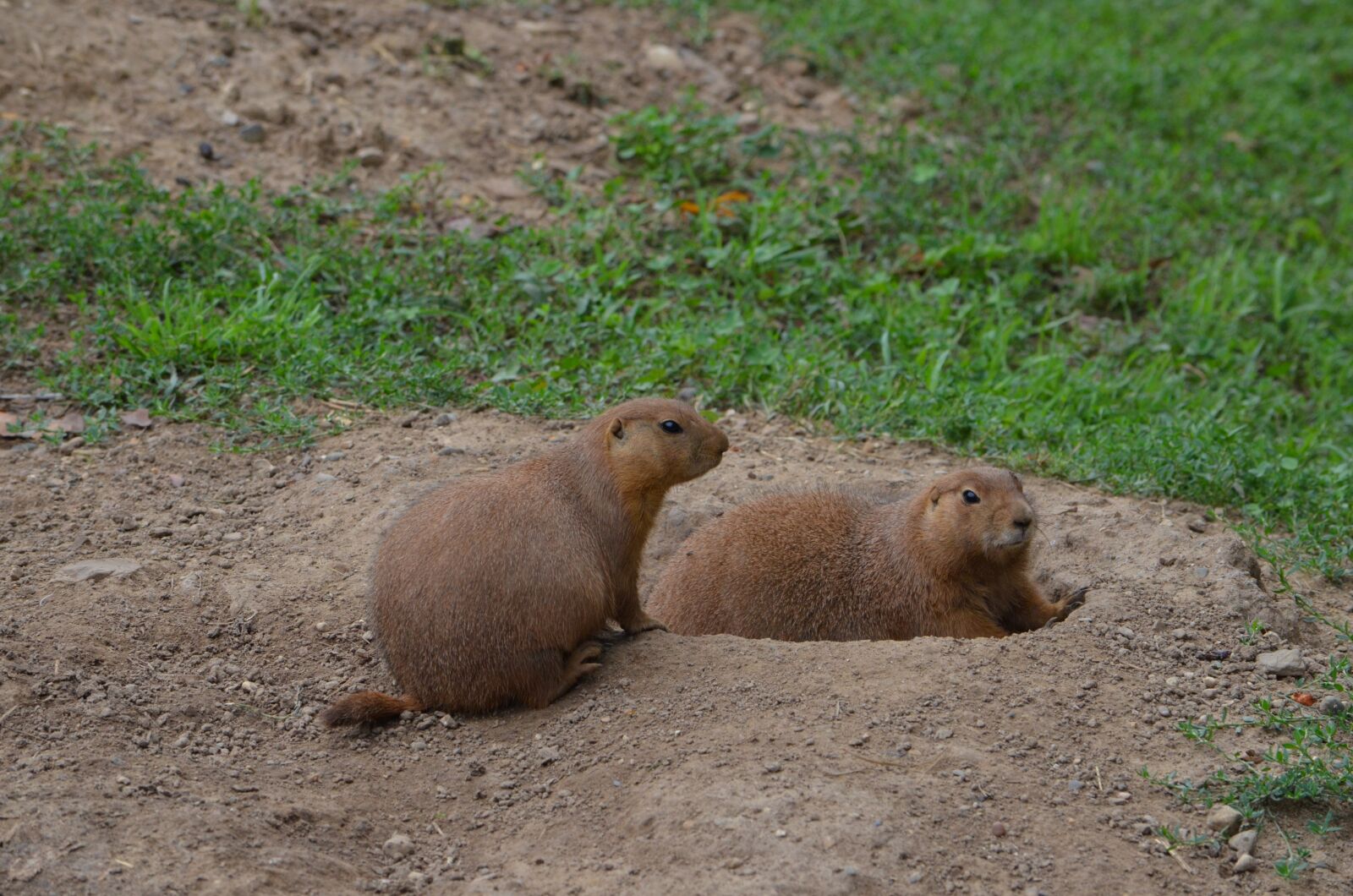 Nikon D7000 sample photo. Prairie dog, animal, woods photography