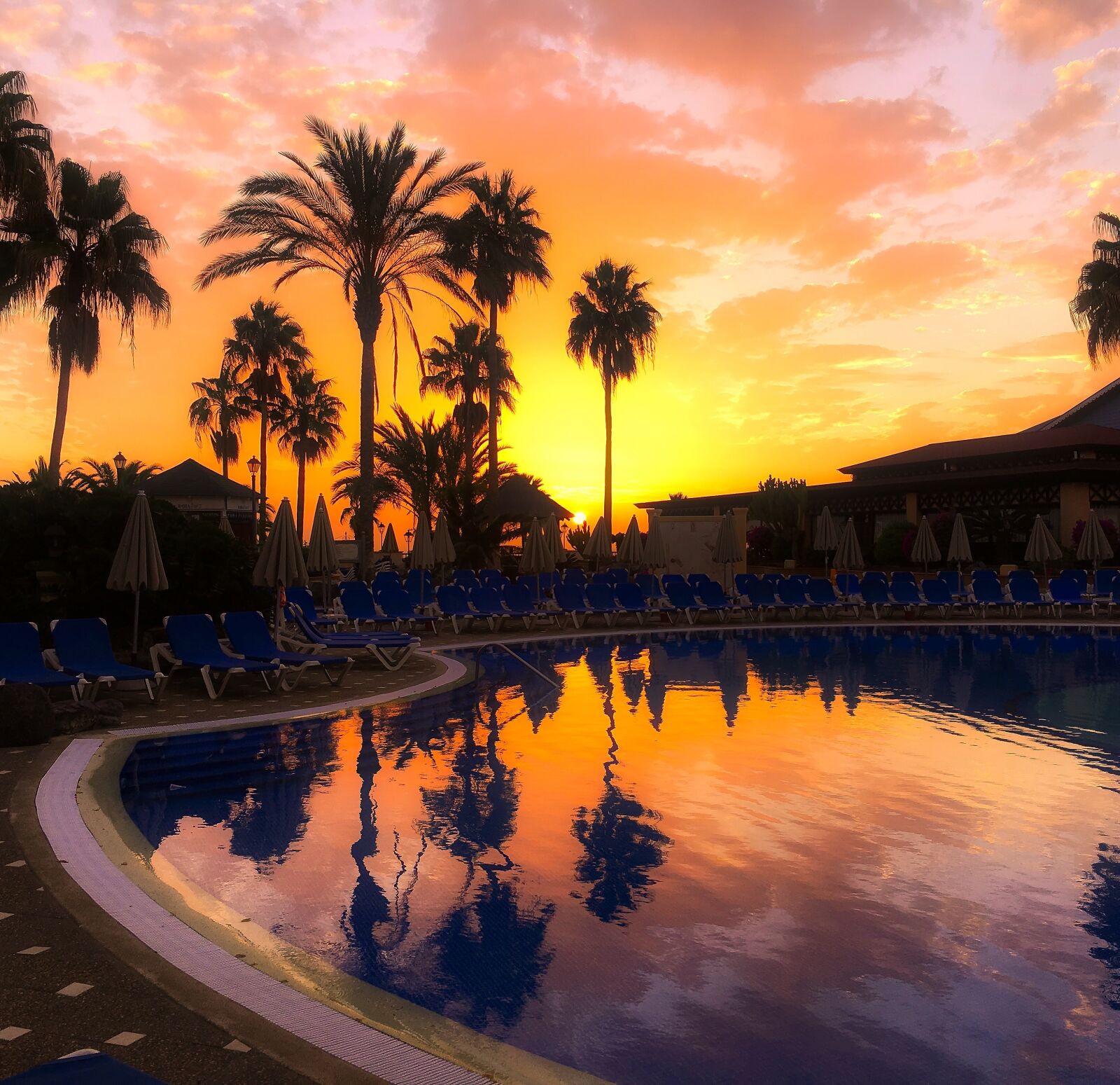 iPhone 6s Plus back camera 4.15mm f/2.2 sample photo. Amazing, colorful, palms, pool photography