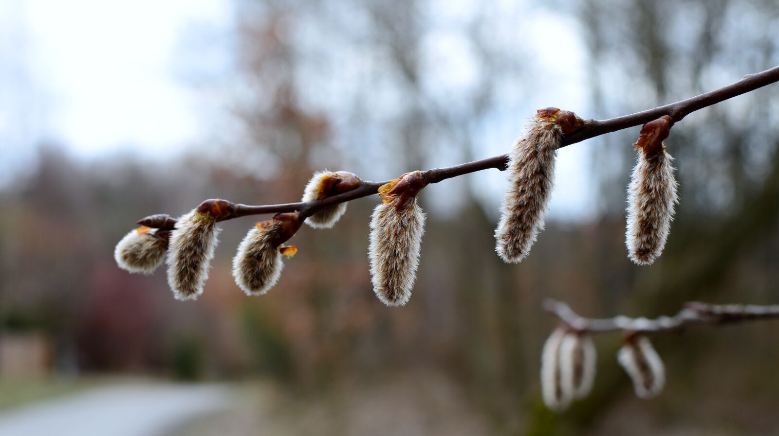 Nikon D7000 sample photo. The basis of, spring photography
