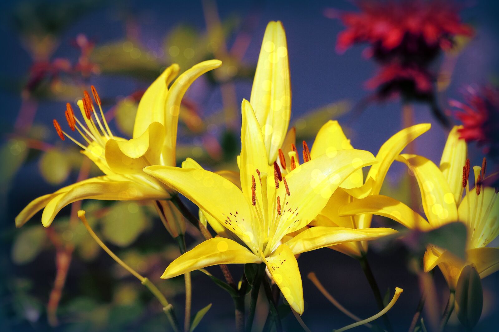 Canon EOS 750D (EOS Rebel T6i / EOS Kiss X8i) + Canon EF 70-300mm F4-5.6 IS USM sample photo. Yellow, lilies, bloom photography