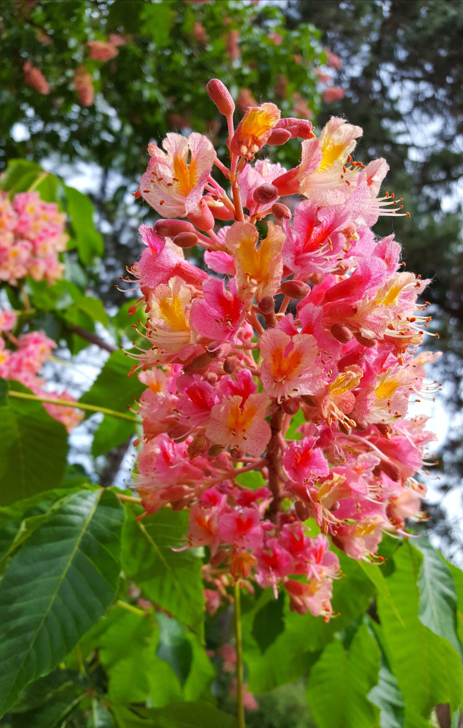 Samsung GALAXY S6 edge sample photo. Park, chestnut photography