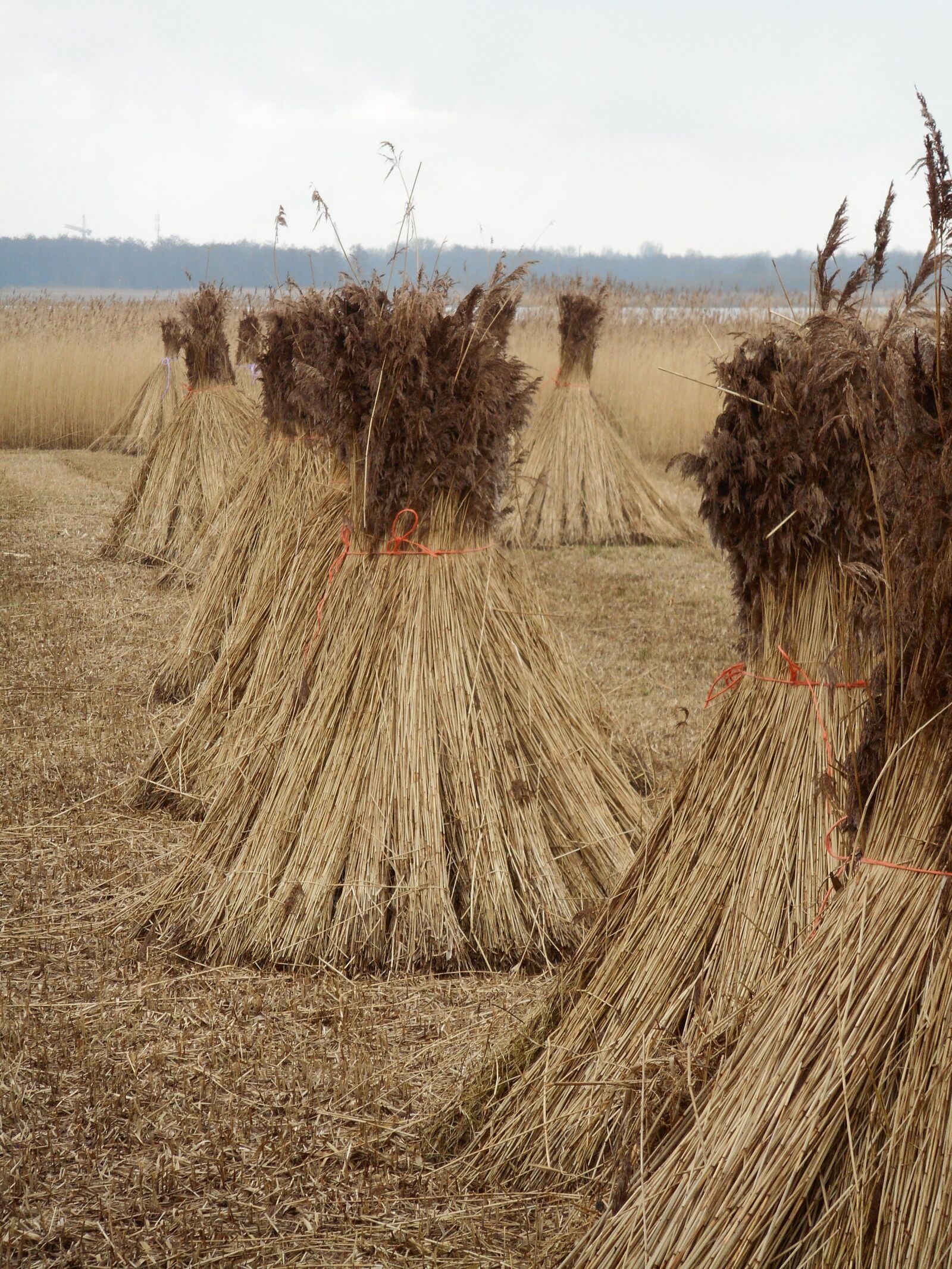 Nikon Coolpix S3700 sample photo. Reed, cane harvest, swamp photography