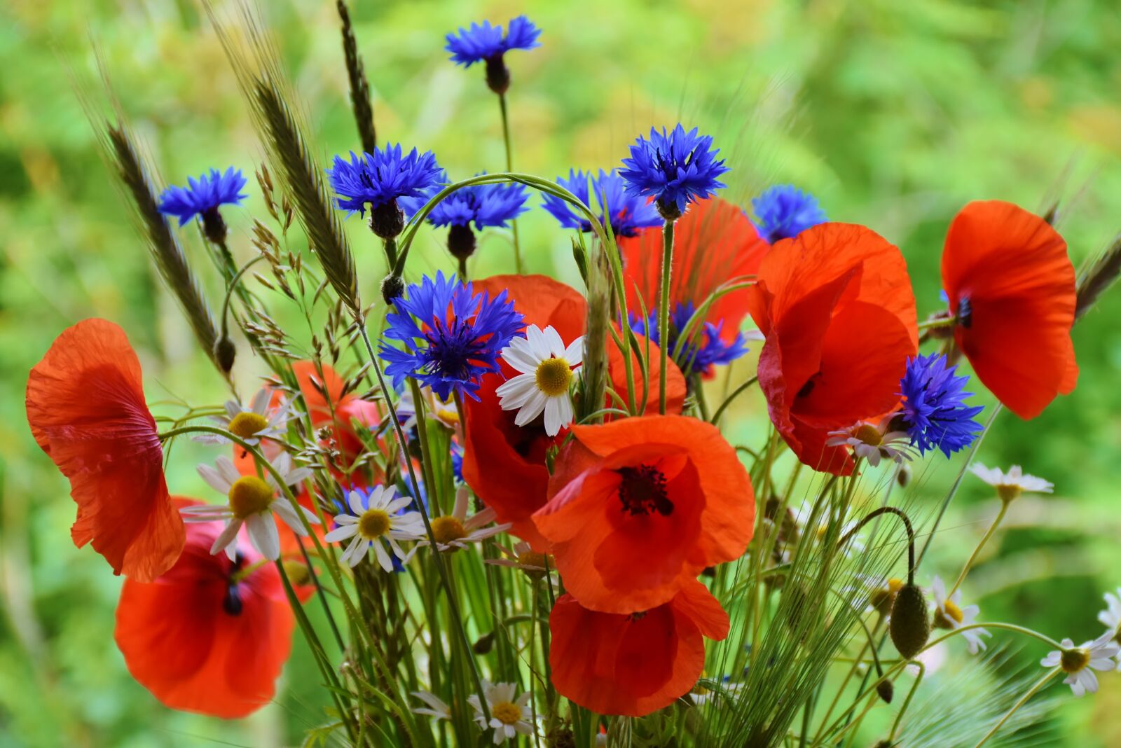 Nikon D7200 sample photo. Poppy, poppies, cornflowers photography