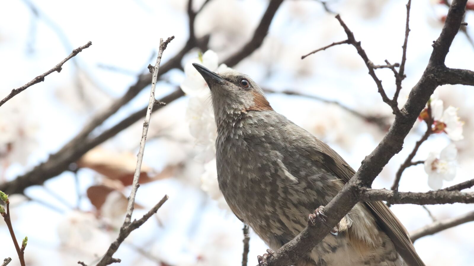 Canon EOS 750D (EOS Rebel T6i / EOS Kiss X8i) sample photo. Nature, wood, new photography