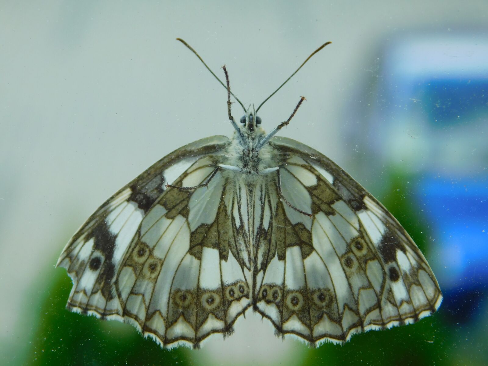 Nikon Coolpix B500 sample photo. Butterfly, a moth, insect photography