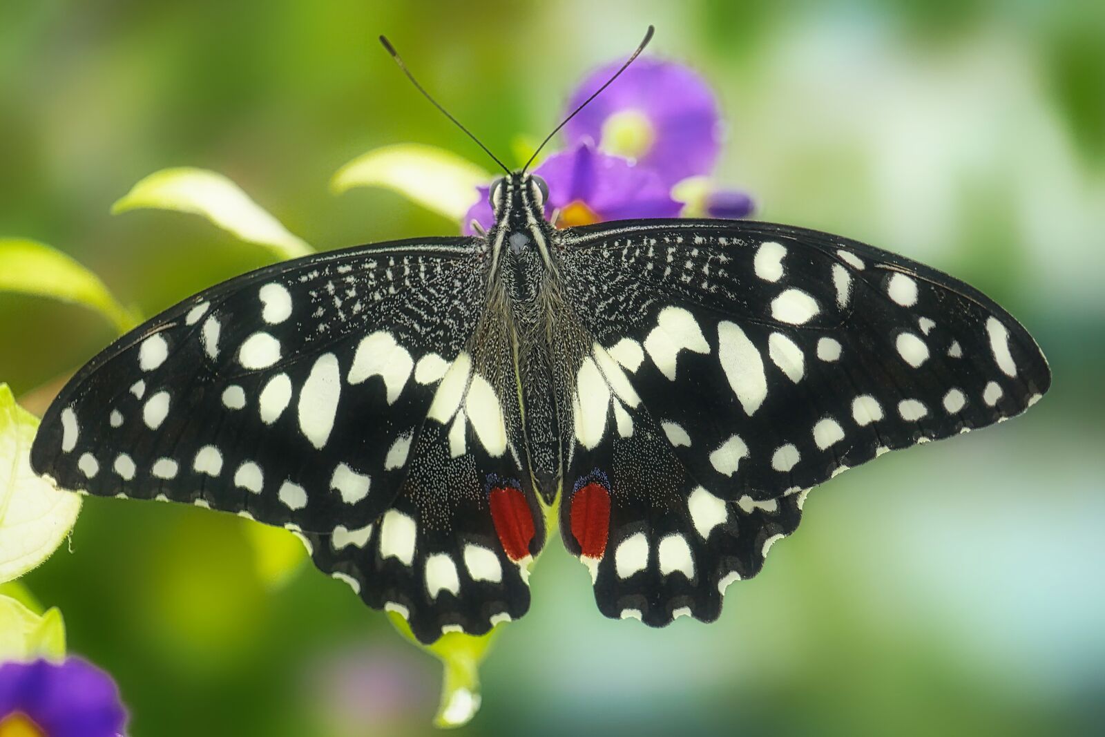 Panasonic Lumix DMC-GX8 sample photo. Butterfly, close up, insect photography