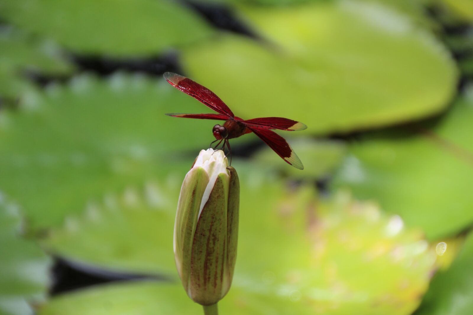 Canon EOS 1200D (EOS Rebel T5 / EOS Kiss X70 / EOS Hi) sample photo. Dragonfly, red, green photography