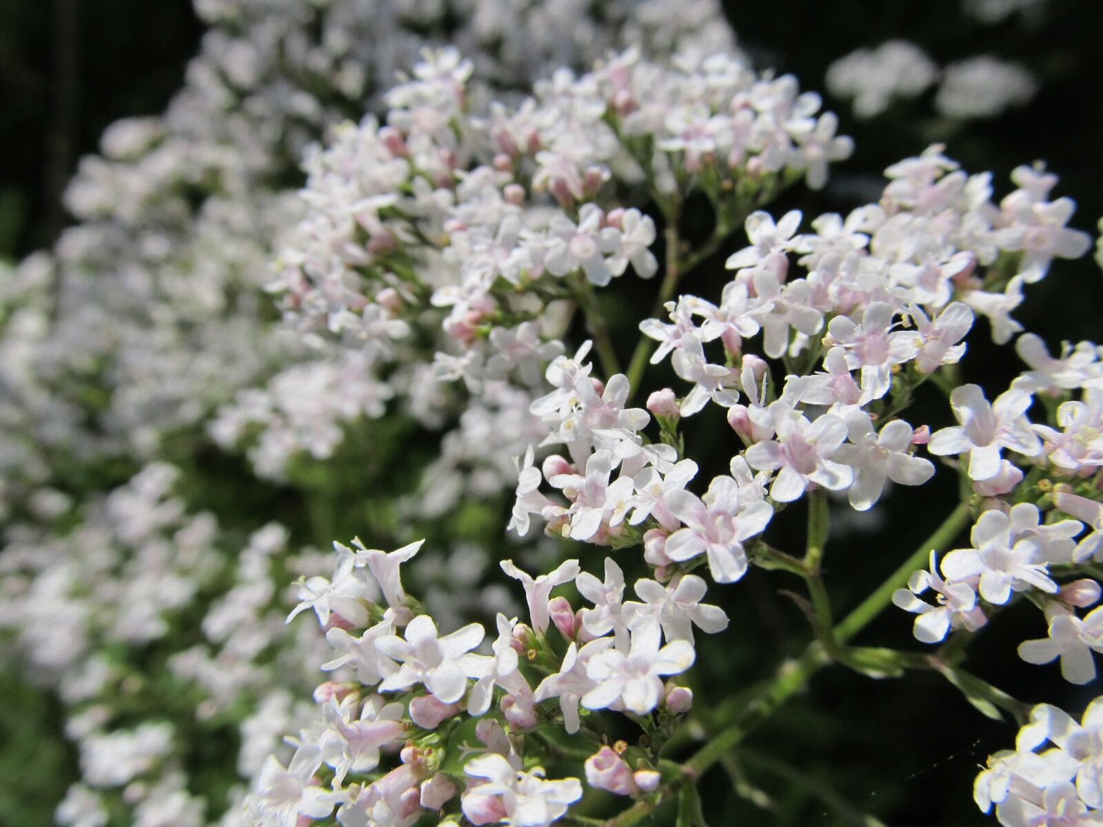 Цветы с мелкими белыми прицветниками